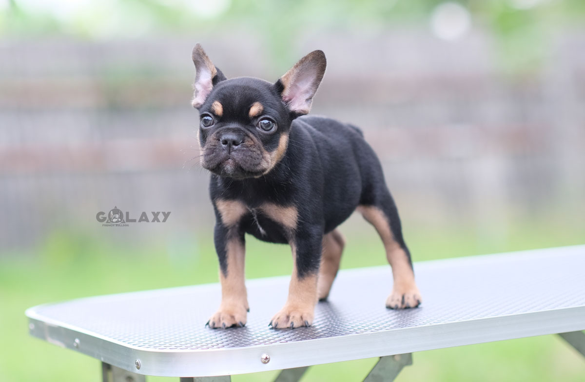 เพศผู้สี Black tan ตัวสีดำเงา มีคิ้ว มีถุงเท้าสวย เวลาวิ่ง เวลาเดินดูมีเลเยอร์ สวยแบบมีเอกลักษณ์ สถานะพร้อมย้ายบ้าน, ได้รับการฉีดวัคซีนรวมป้องกัน5โรค ,092-991-8888