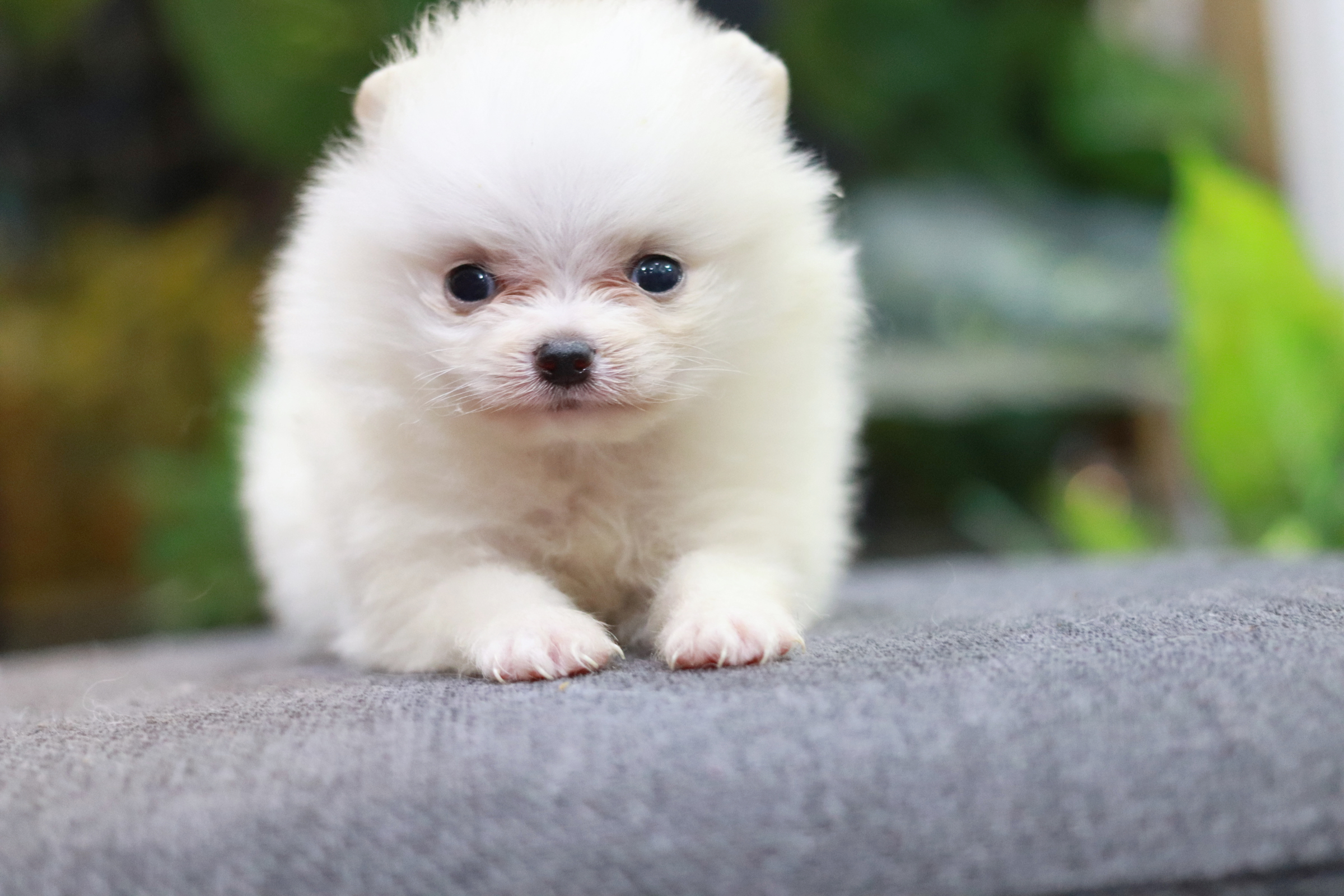 ปอมเมอเรเนียน เพศเมีย ขาว ทีคัพ