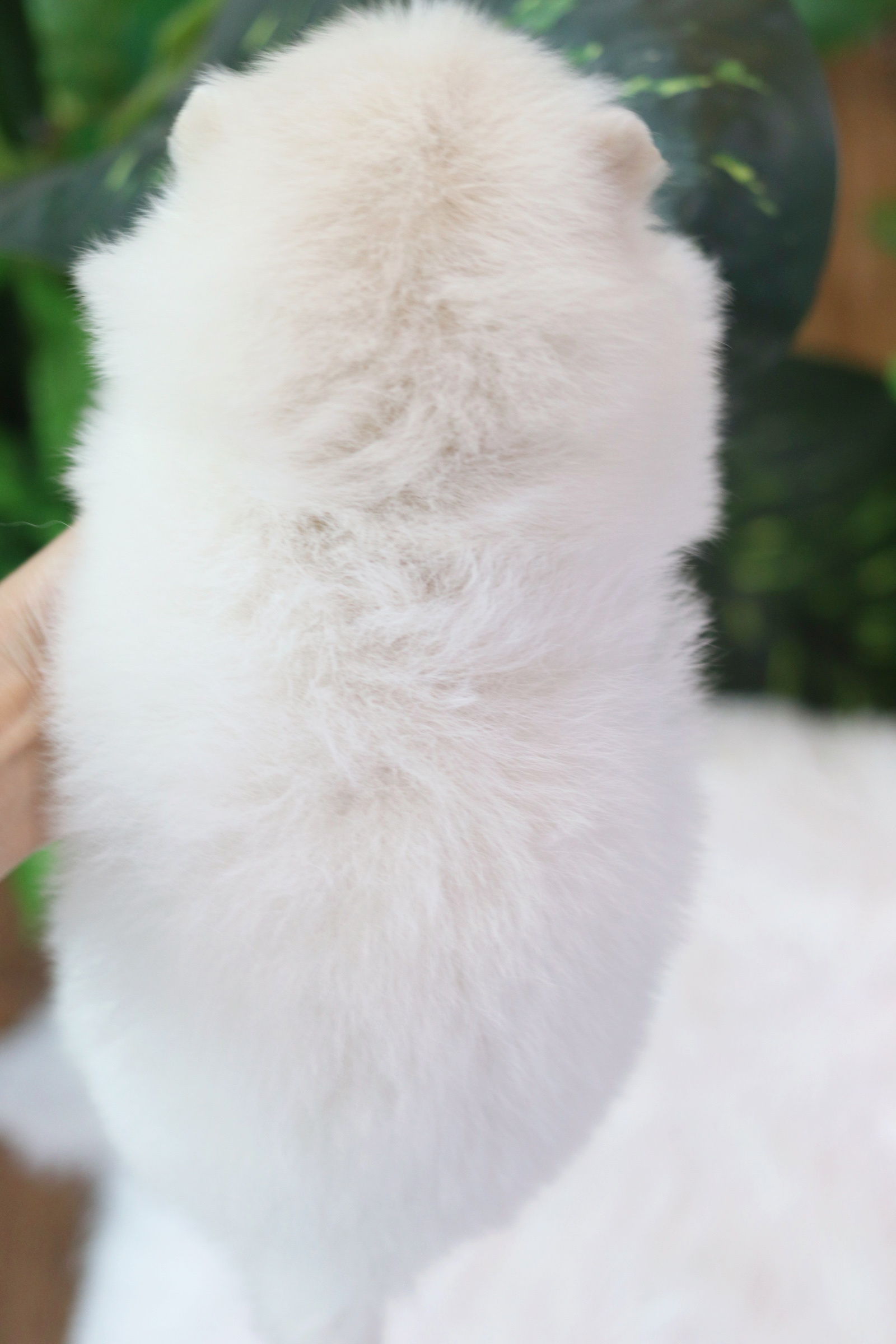 ปอมเมอเรเนียน เพศผู้ สีขาวครีม