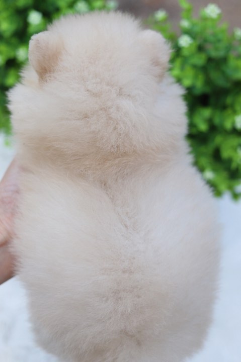 ปอมเมอเรเนียน เพศเมีย