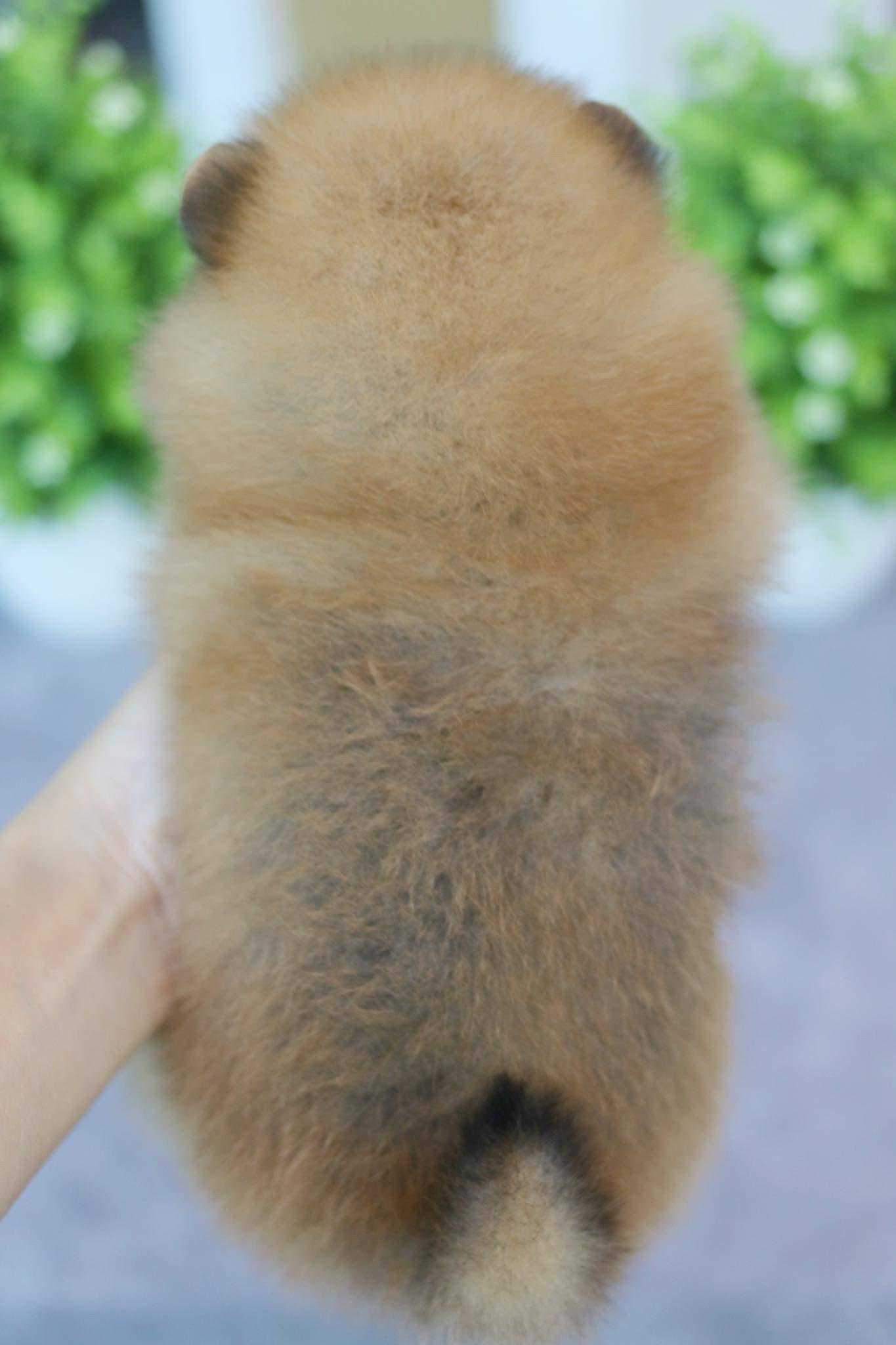 ปอมเมอเรเนียน เพศเมีย