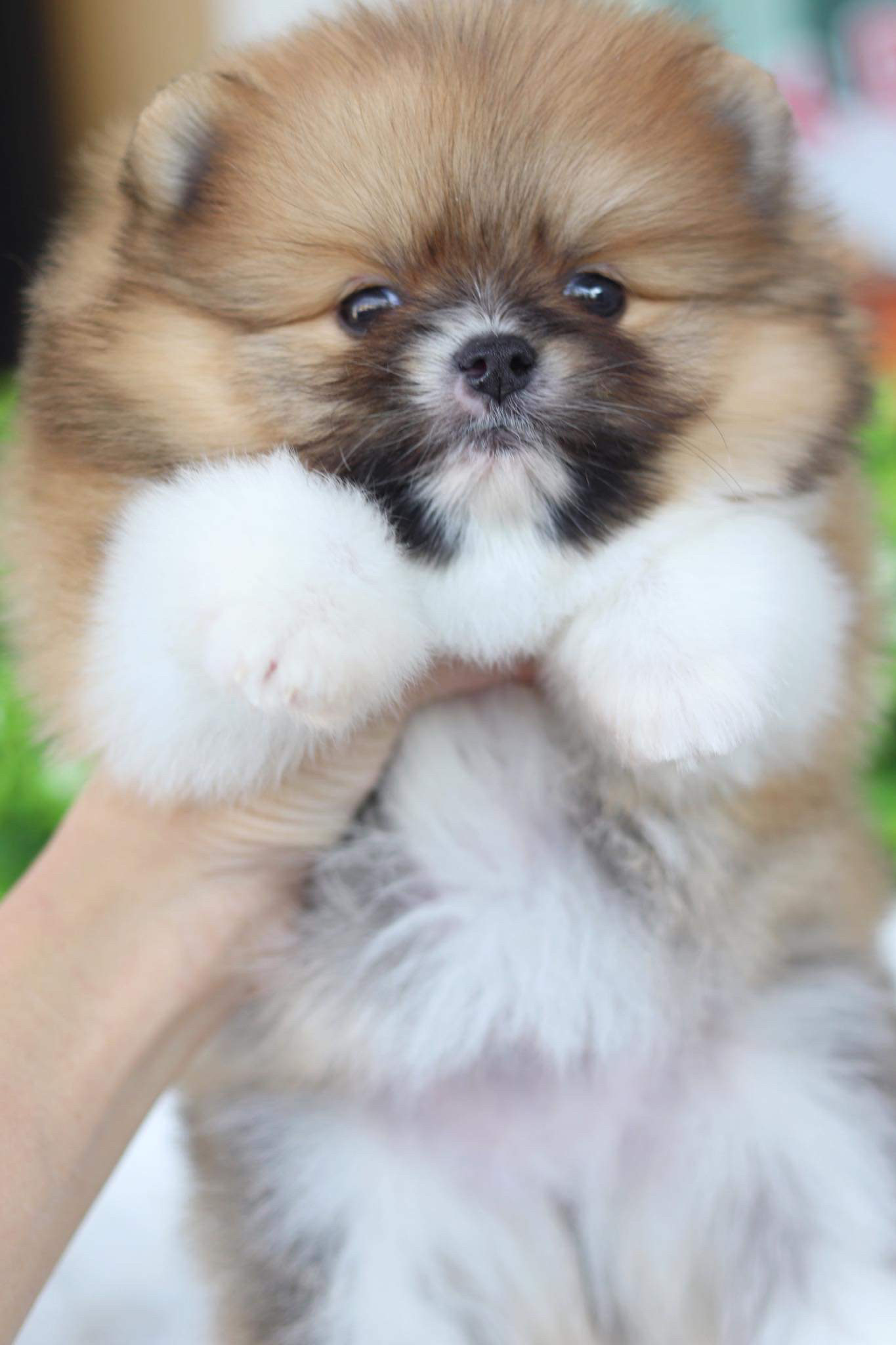 ปอมเมอเรเนียน เพศผู้