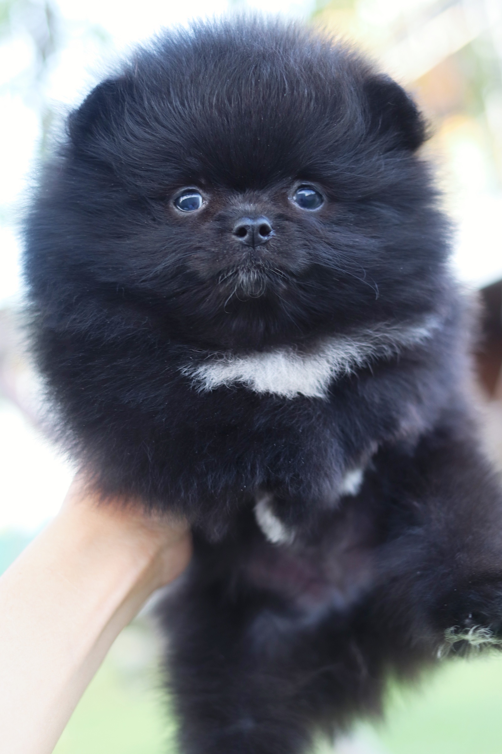 ปอมเมอเรเนียน เพศผู้ สีดำ