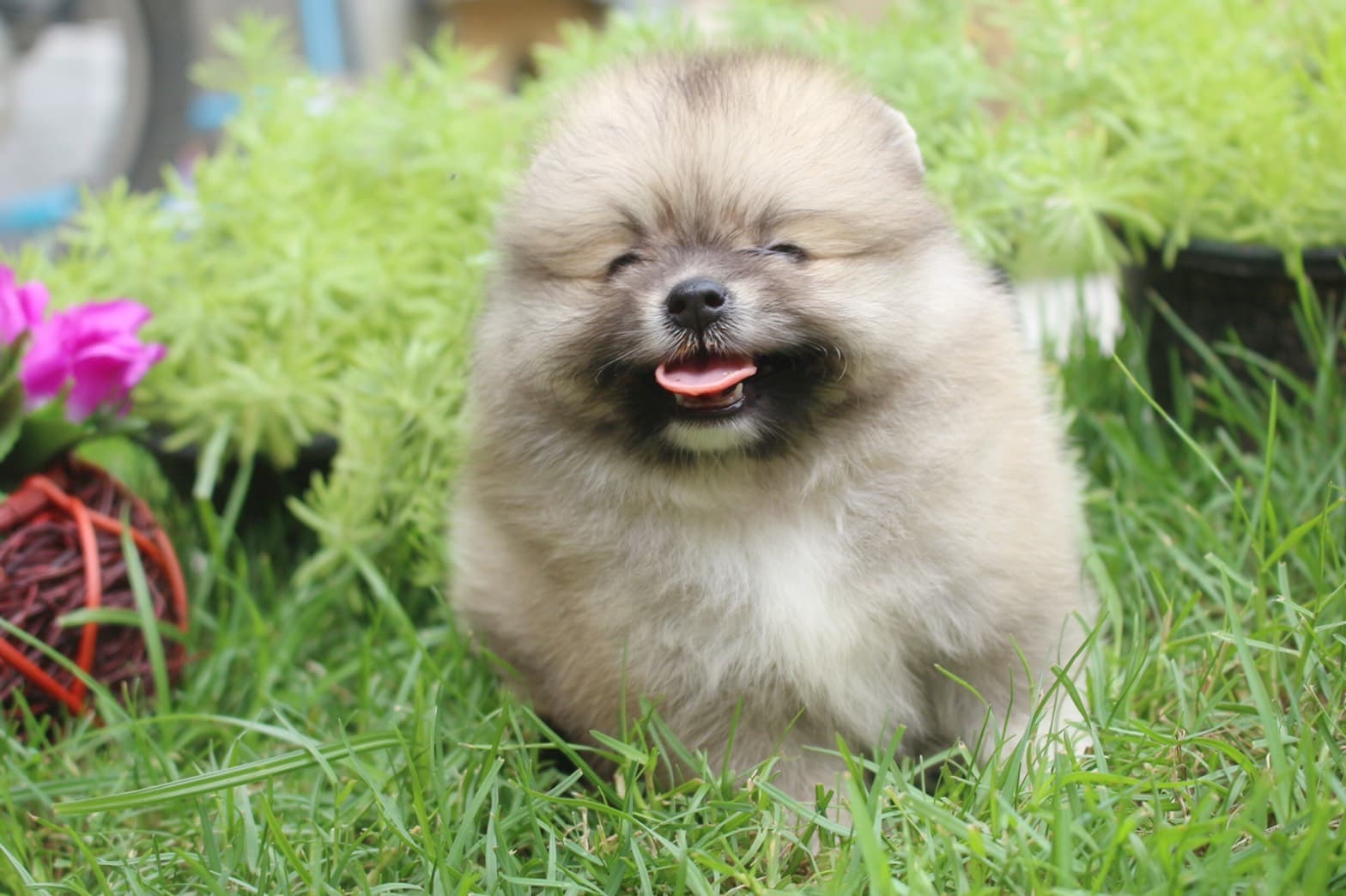 ปอมเมอเรเนียน เพศเมียสีส้ม