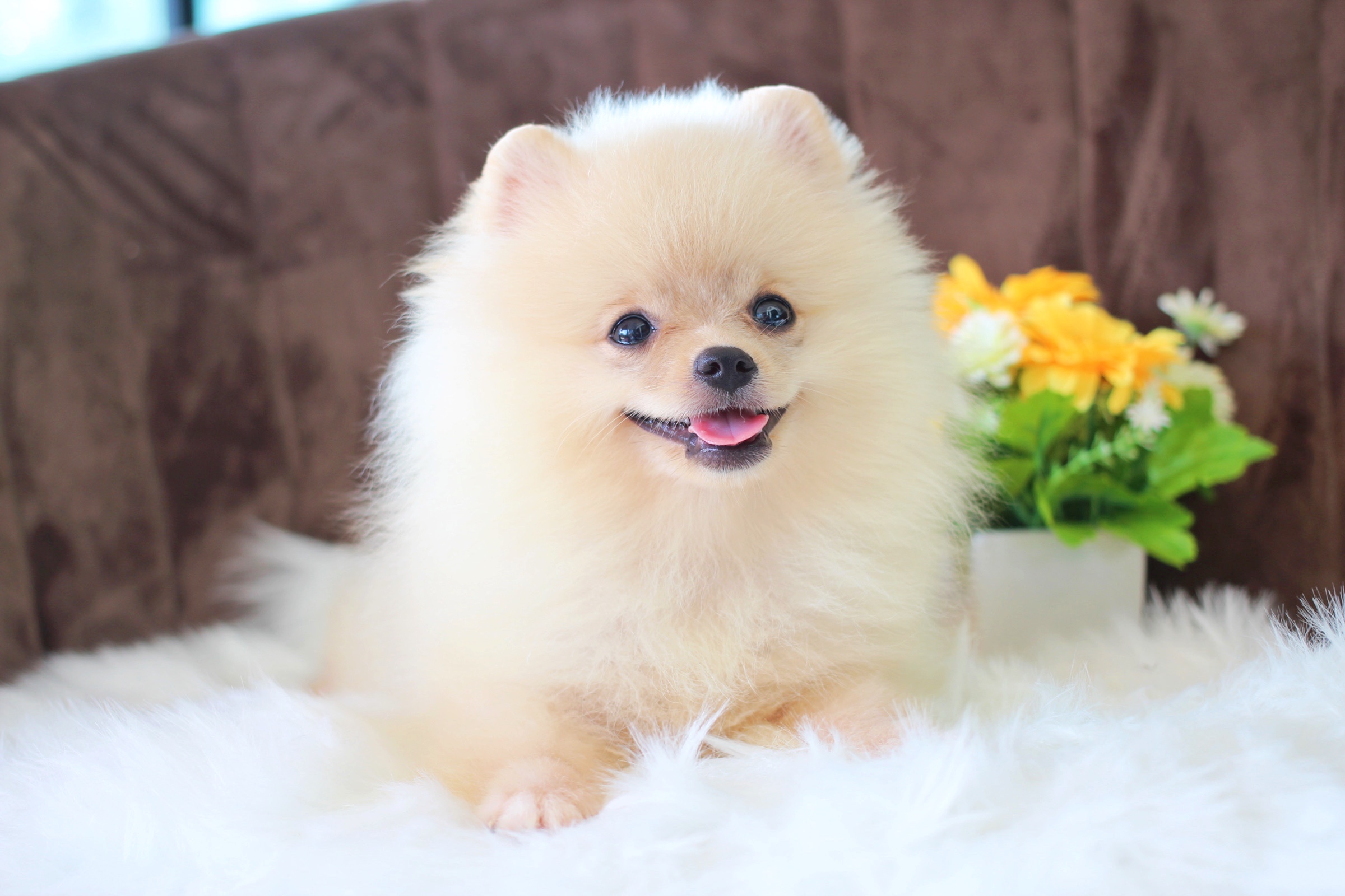 ปอมเมอเรเนียน เพศผู้ ครีม