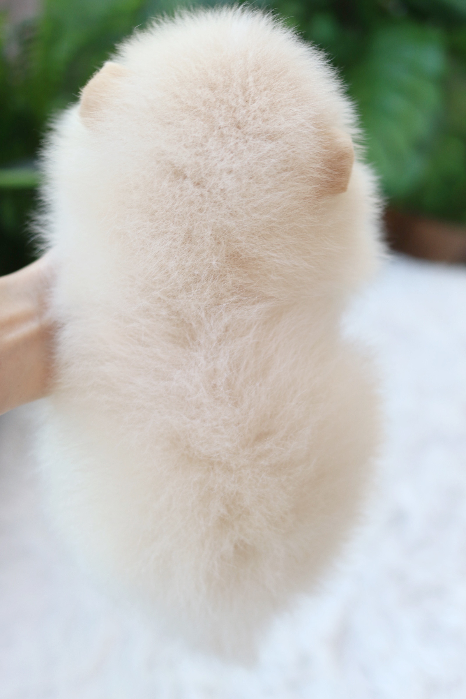 ปอมเมอเรเนียน เพศผู้สีขาวครีม