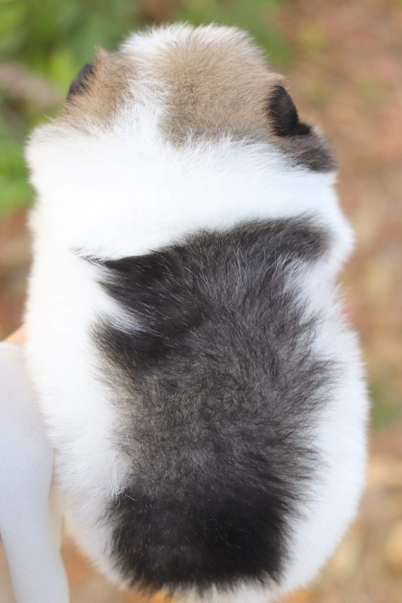 ปอมเมอเรเนียน เพศเมีย