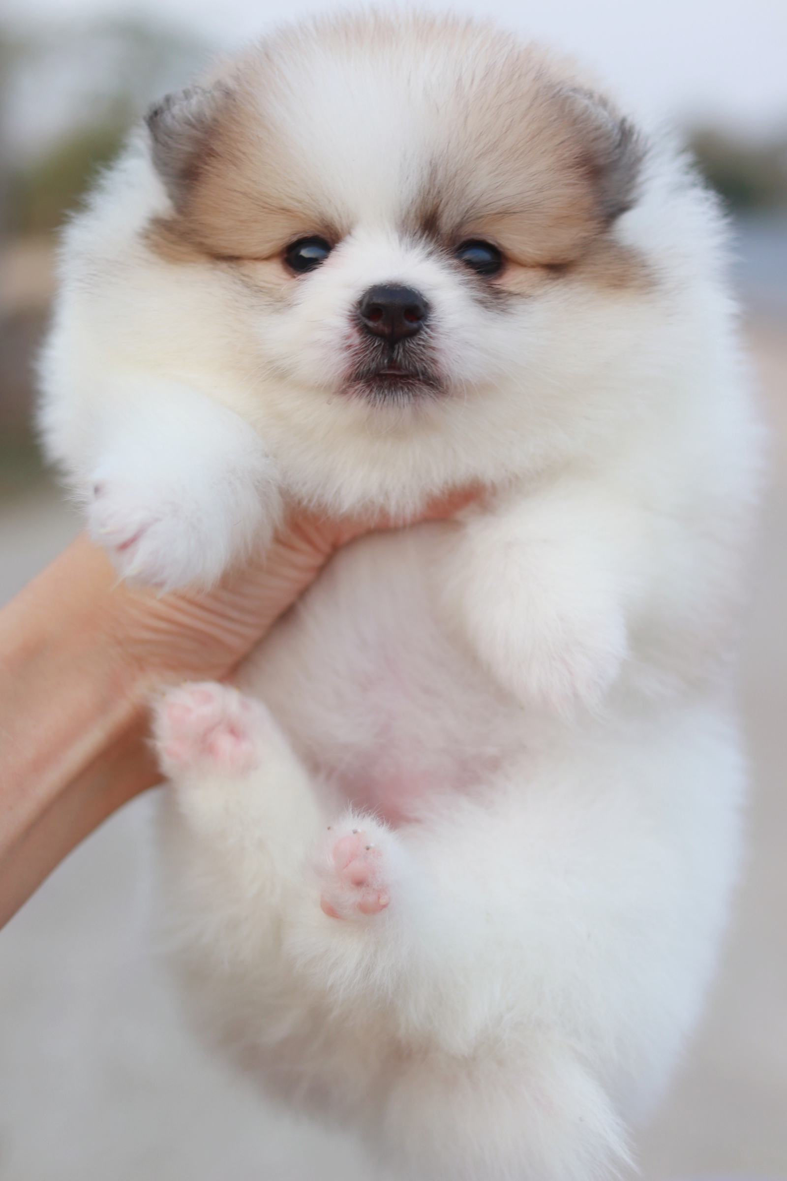 ปอมเมอเรเนียน เพศเมีย