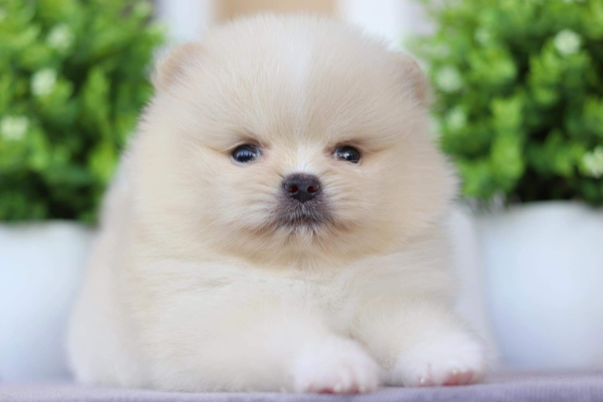 ปอมเมอเรเนียน เพศผู้