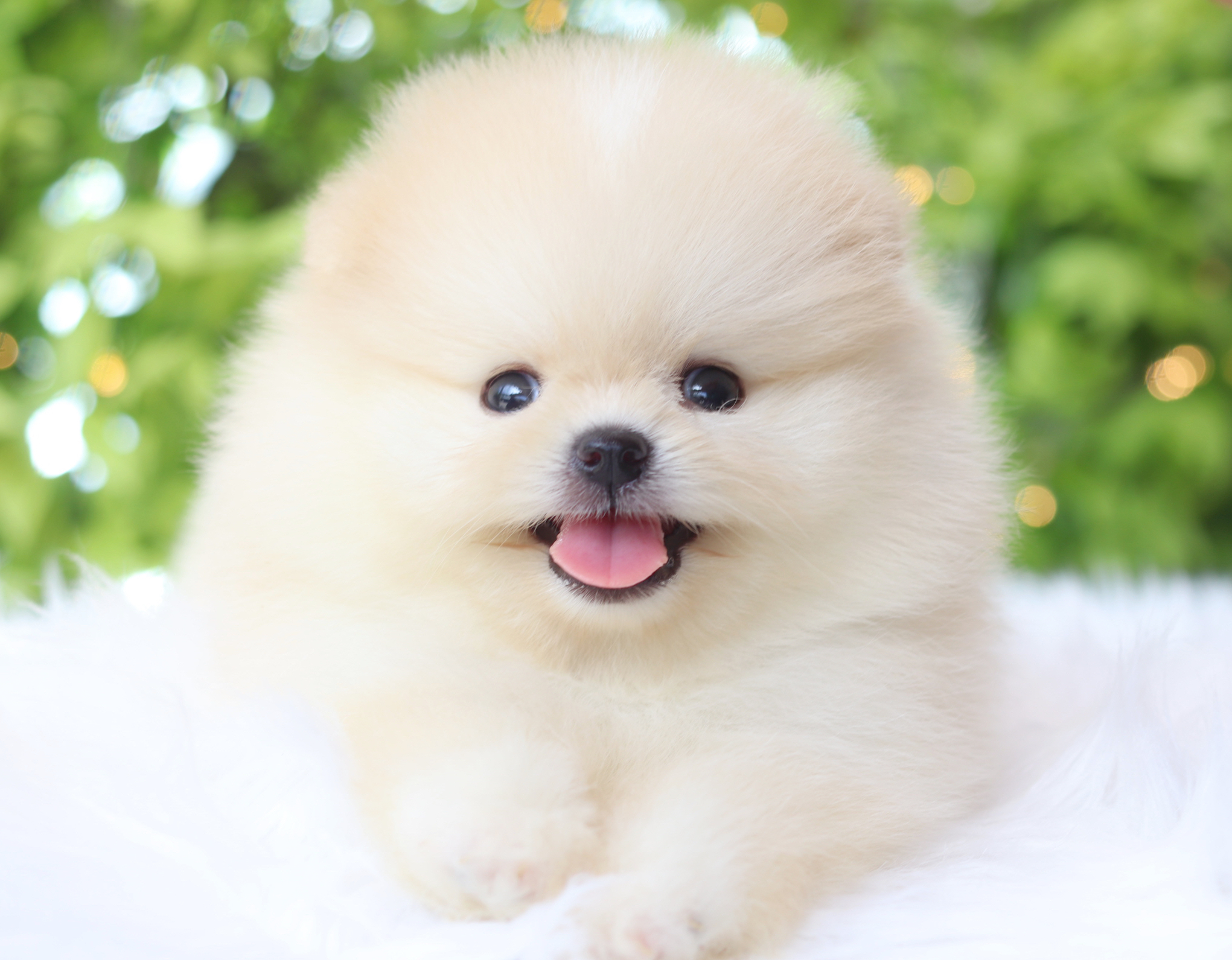 ปอมเมอเรเนียน เพศผู้ สีครีมเกรดโชว์