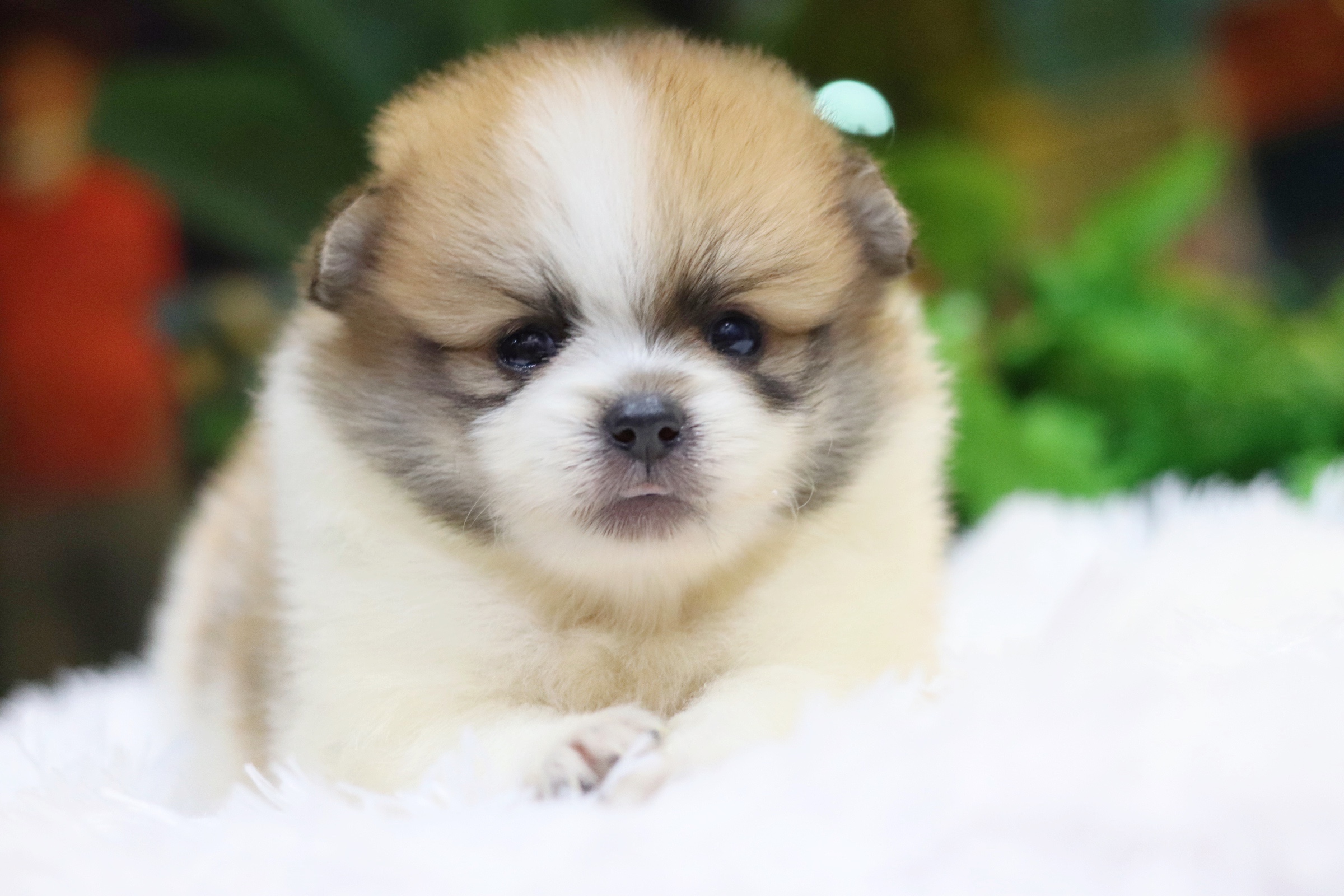 ปอมเมอเรเนียน เพศผู้แฟนซี