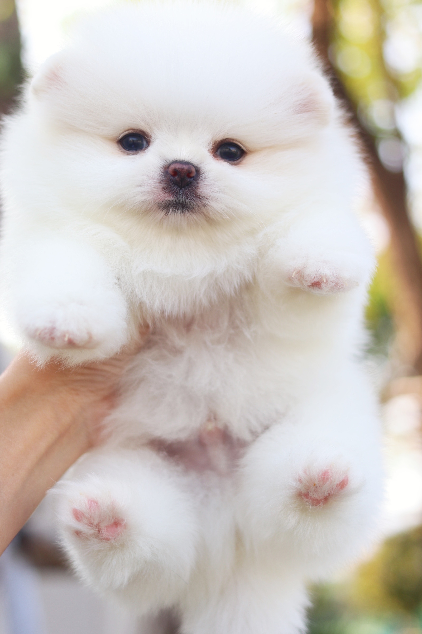 ปอมเมอเรเนียน เพศผู้ สีขาวครีมเกรดโชว์