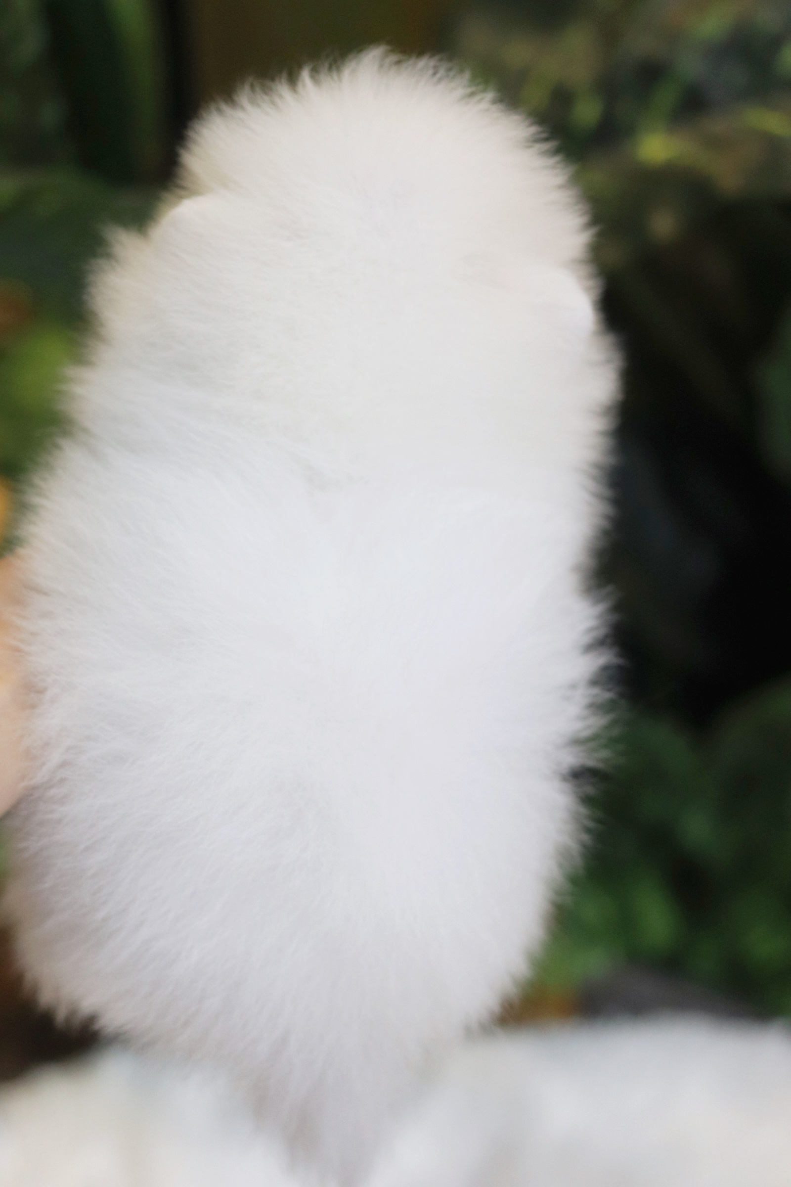 ปอมเมอเรเนียน เพศผู้ สีขาวครีม