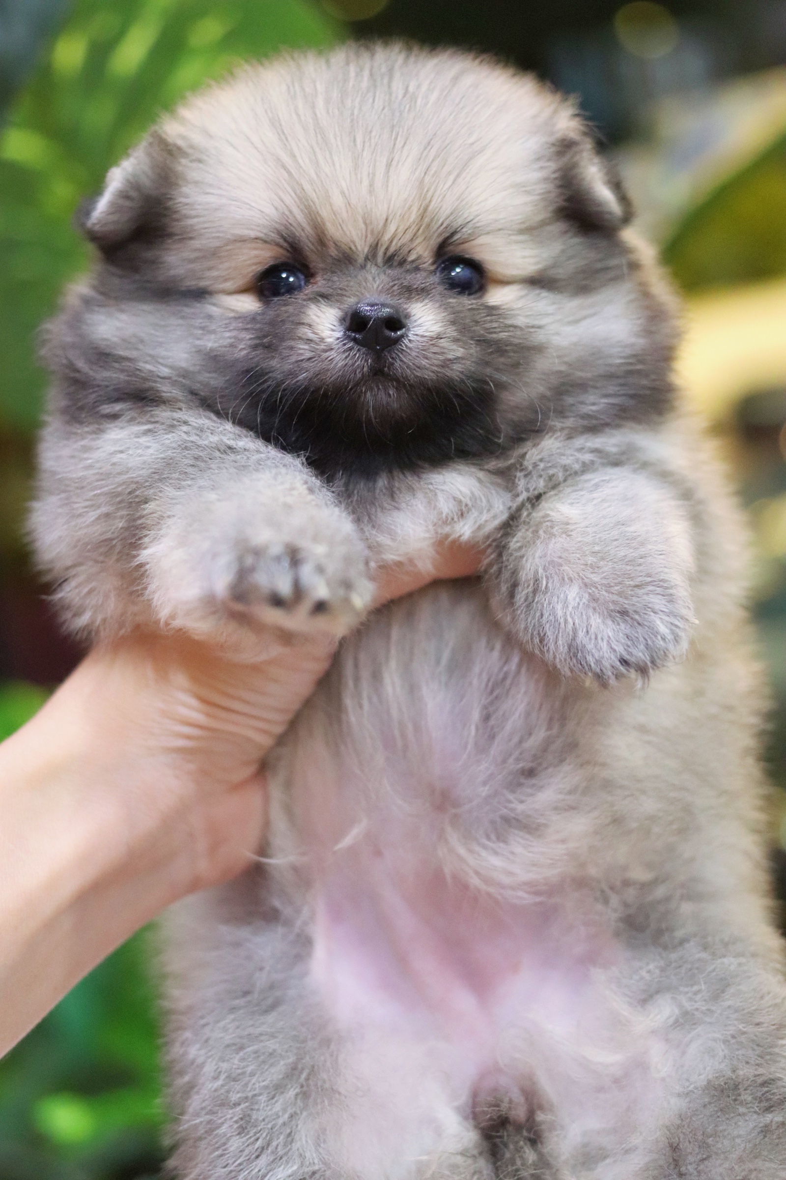 ปอมเมอเรเนียน เพศเมียสีส้ม