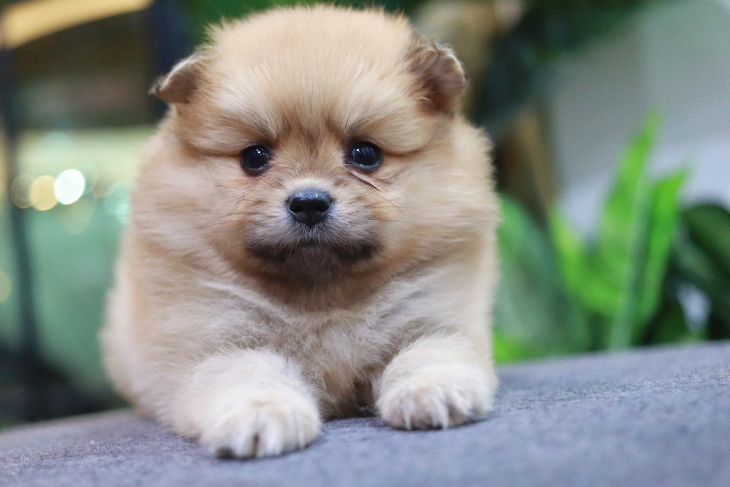 ปอมเมอเรเนียน เพศเมีย