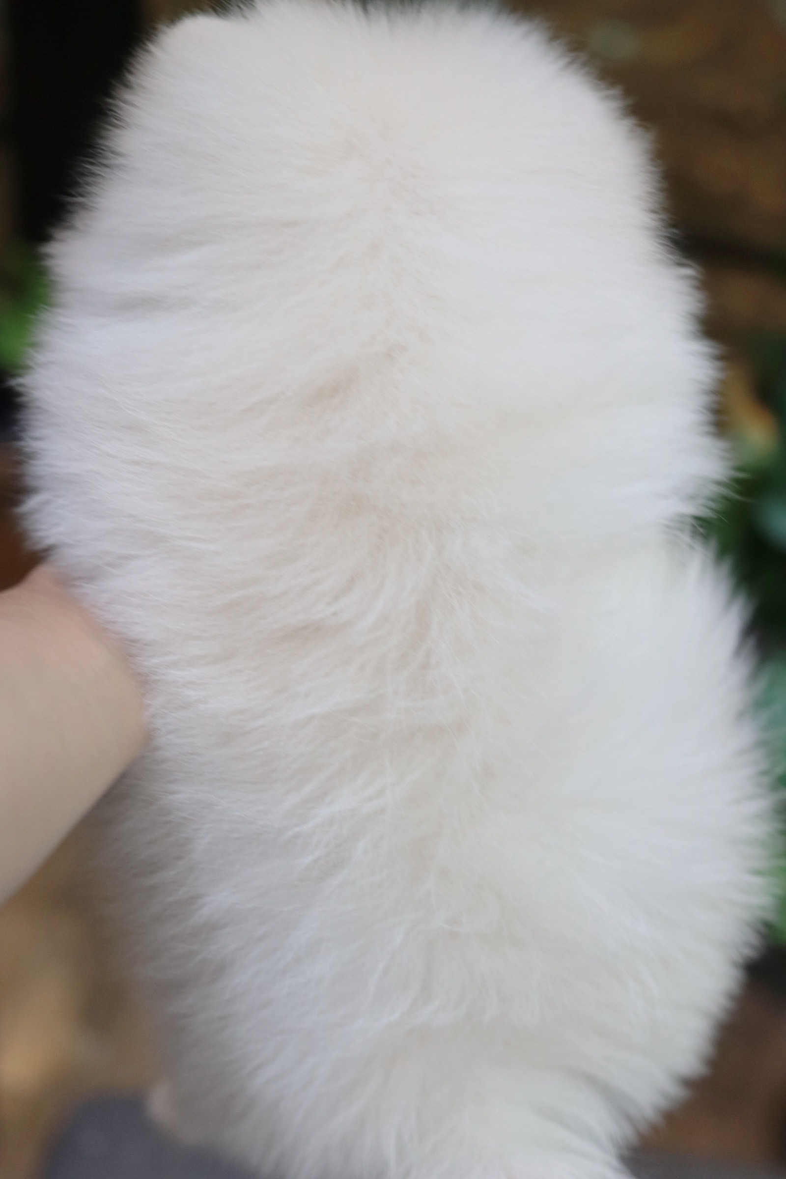 ปอมเมอเรเนียน เพศเมียขาวครีม