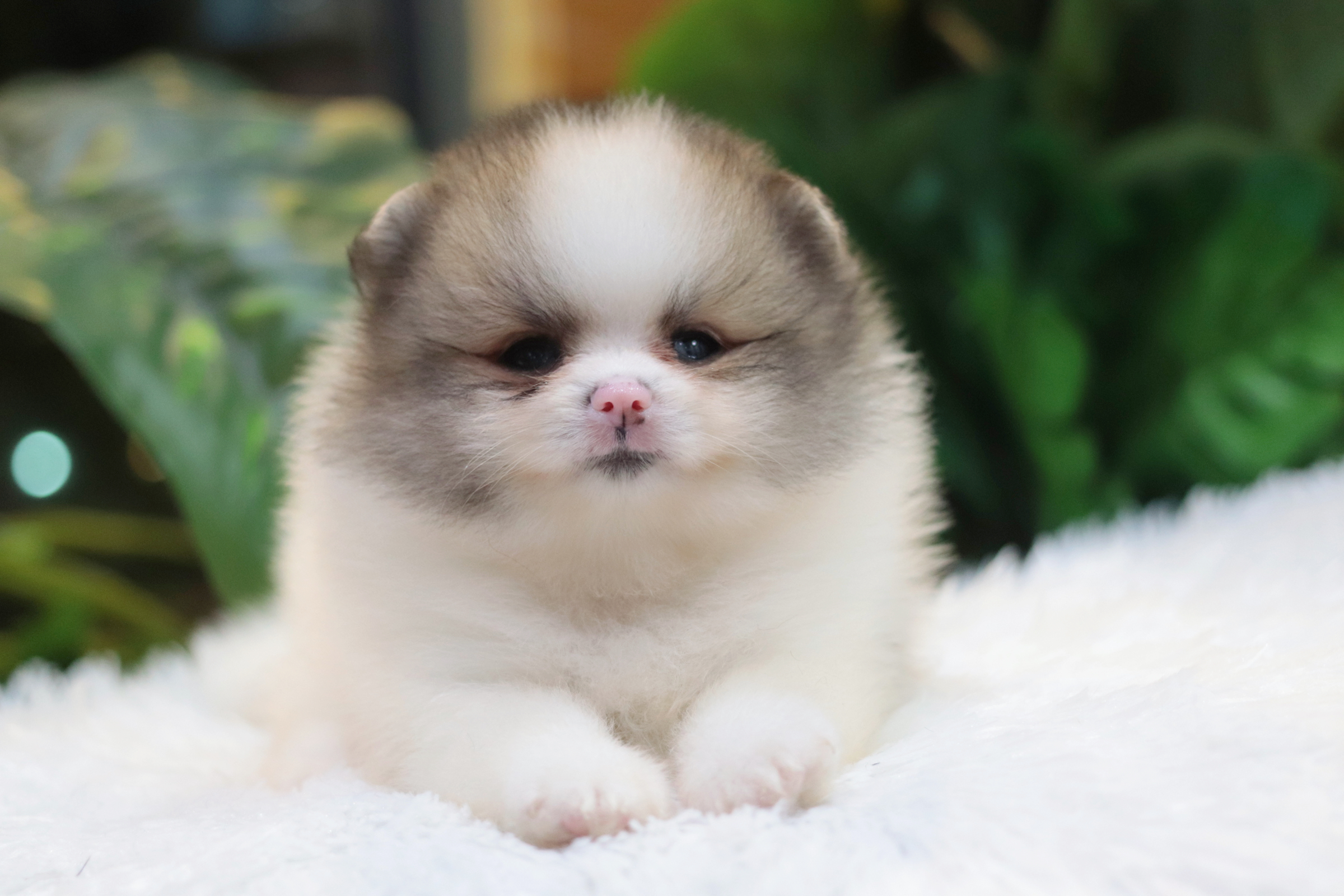 ปอมเมอเรเนียน เพศเมียแฟนซี