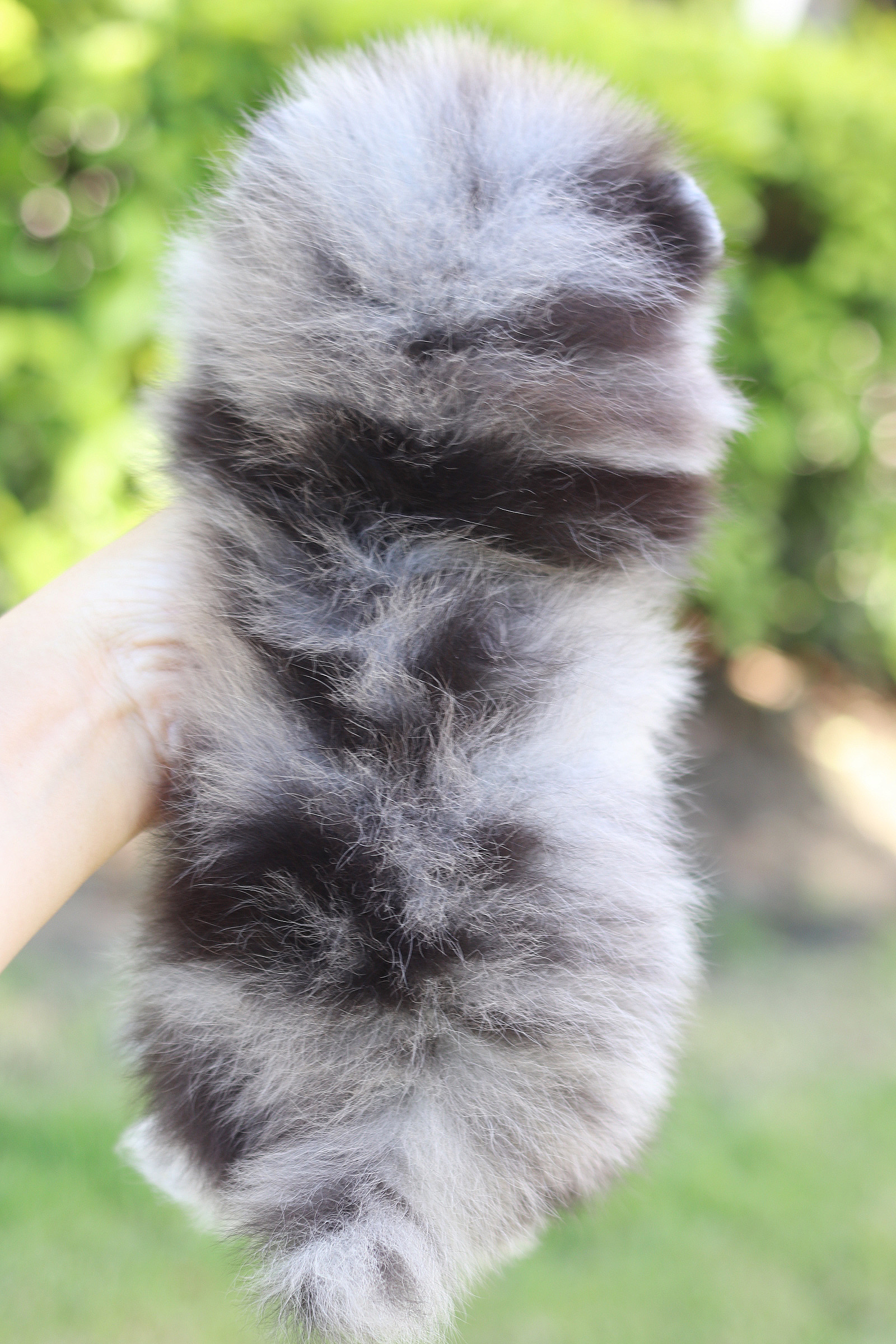 ปอมเมอเรเนียน เพศผู้ เมอร์เร่