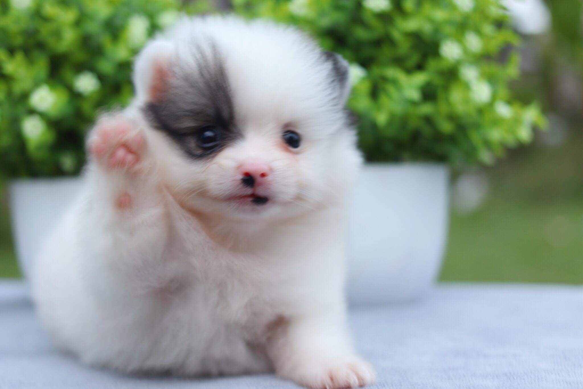 ปอมเมอเรเนียน เพศผู้