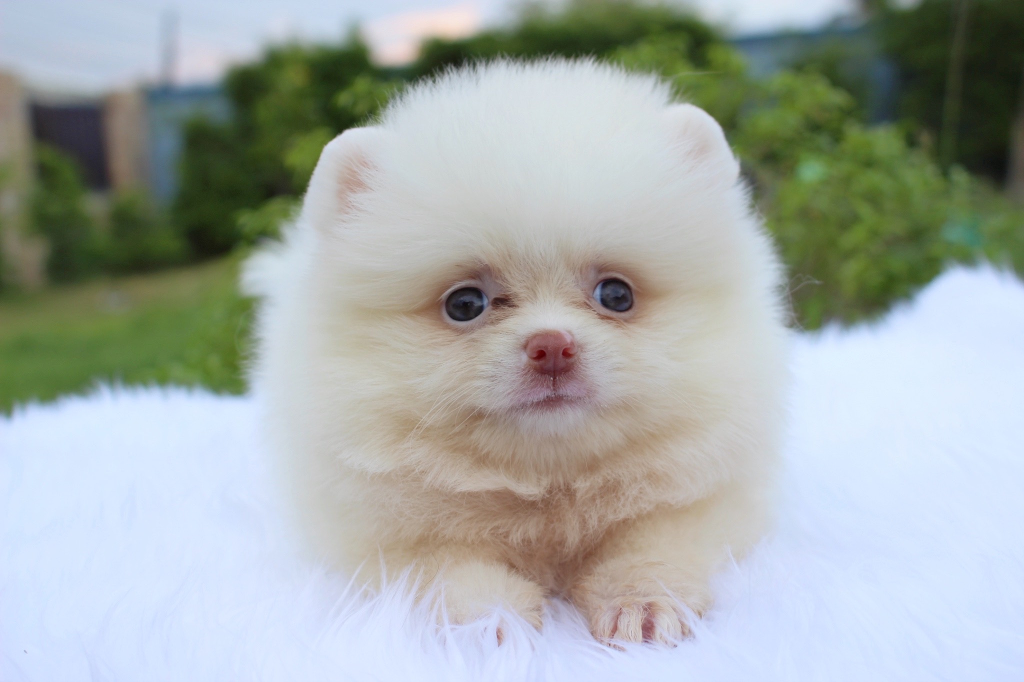 ปอมเมอเรเนียน เพศเมีย ขาวครีม