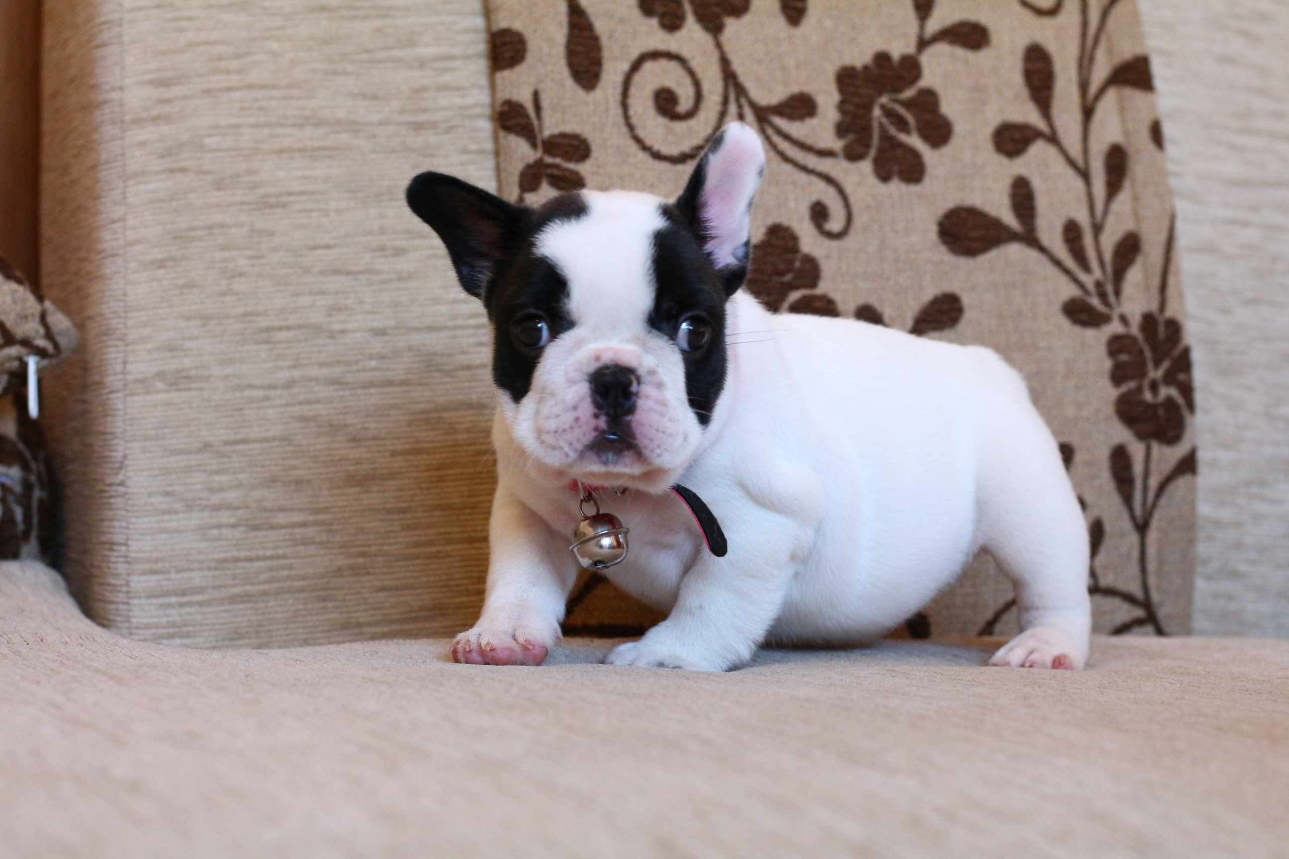 เฟรนช์บูลด็อก มาร์คกิ้งหน้ากากสวยๆ หน้าตาน่ารัก