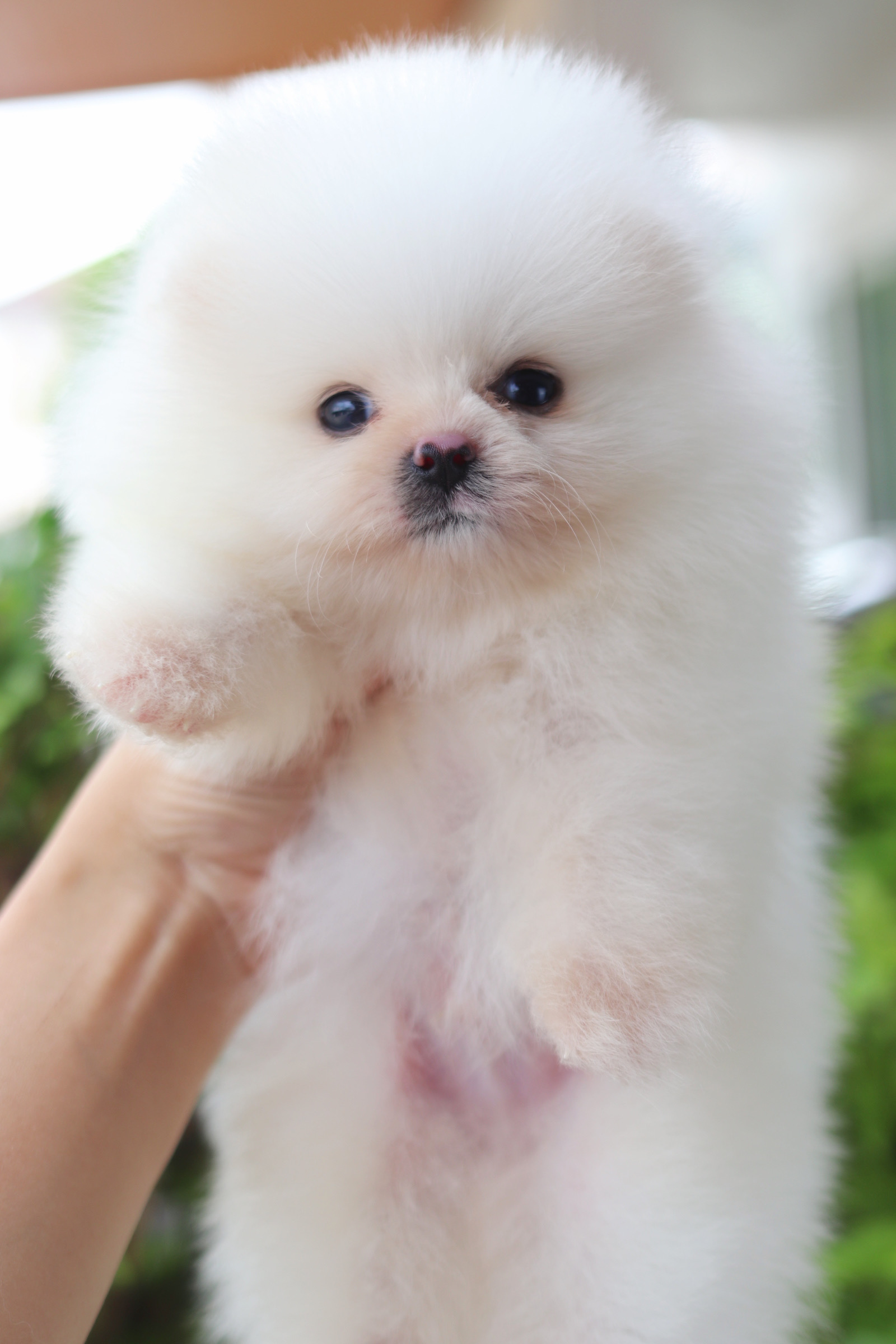 ปอมเมอเรเนียน เพศผู้สีขาวครีม เกรดโชว์