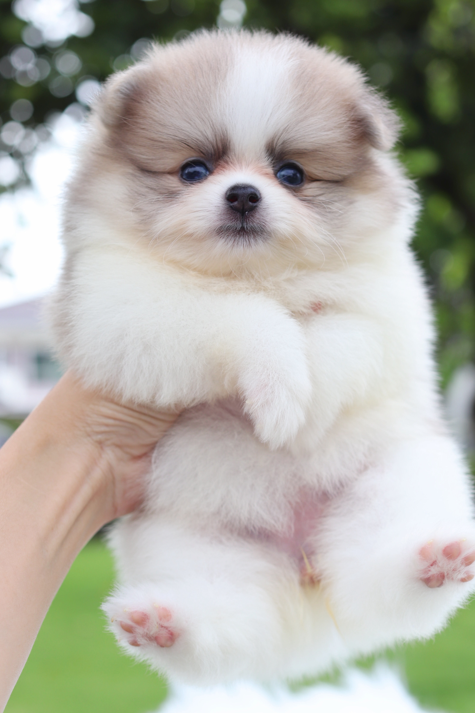 ปอมเมอเรเนียน เพศเมียสีแฟนซี