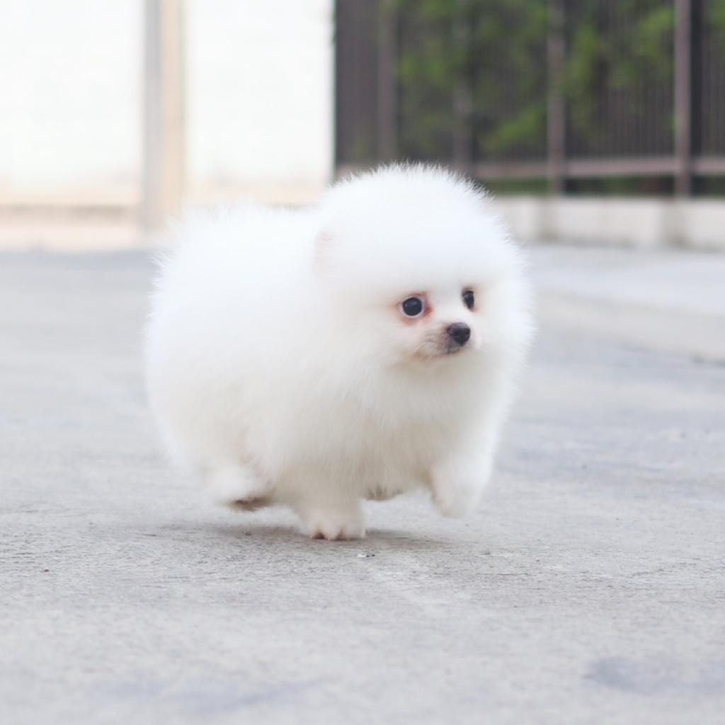 ปอมเมอเรเนียน เพศเมีย สีขาวครีม