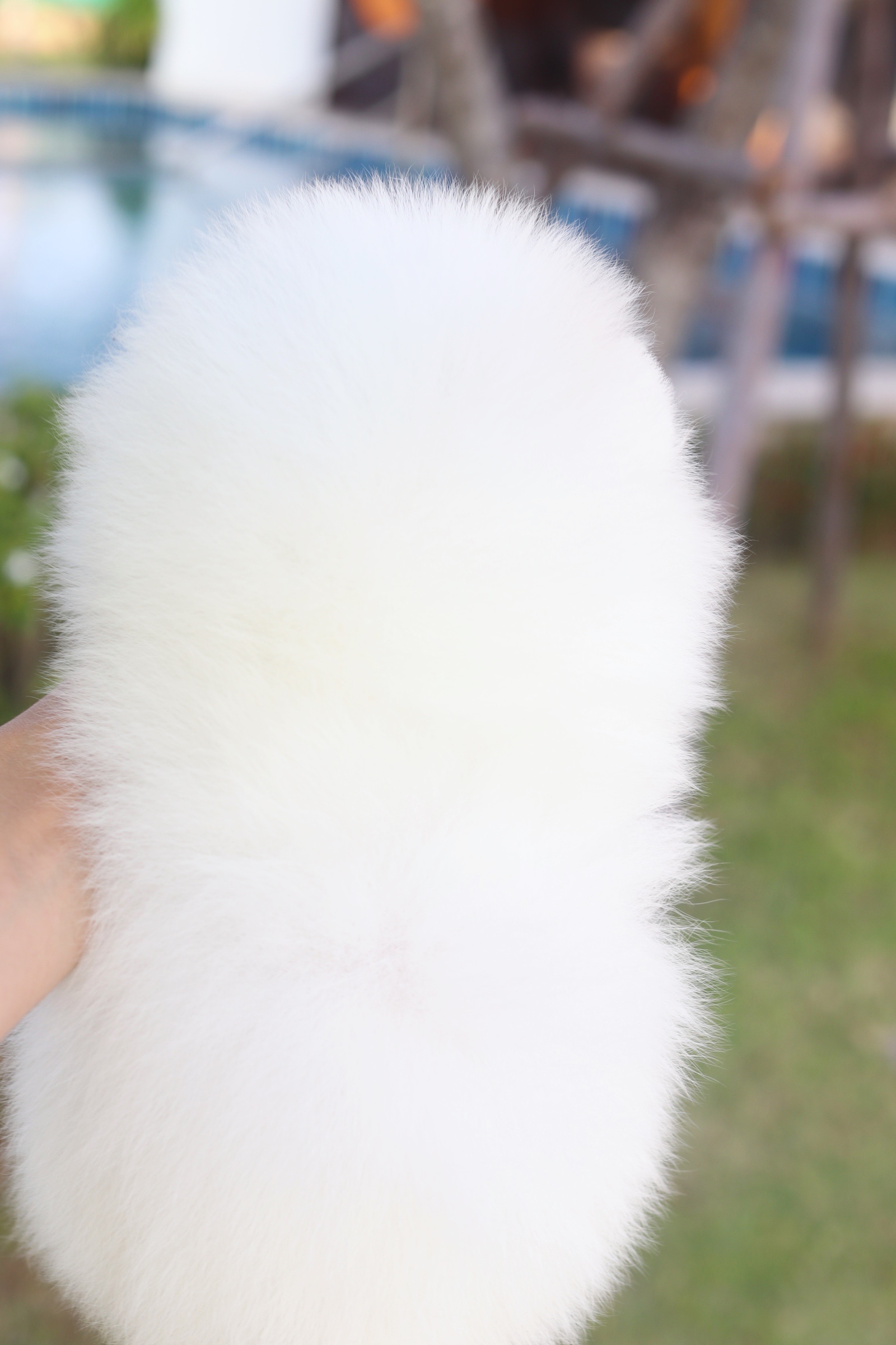 ปอมเมอเรเนียน เพศเมีย สีขาว เกรดโชว์