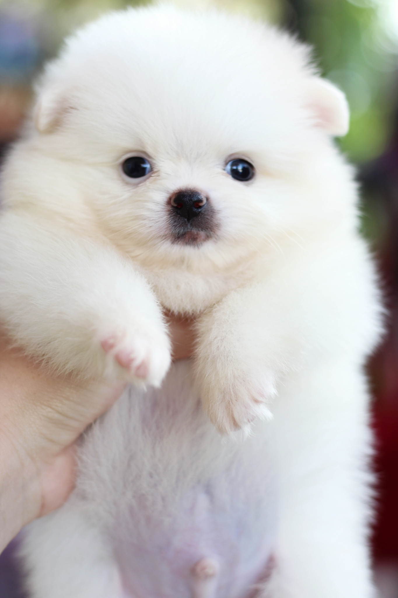 ปอมเมอเรเนียน เพศผู้ขาวครีม