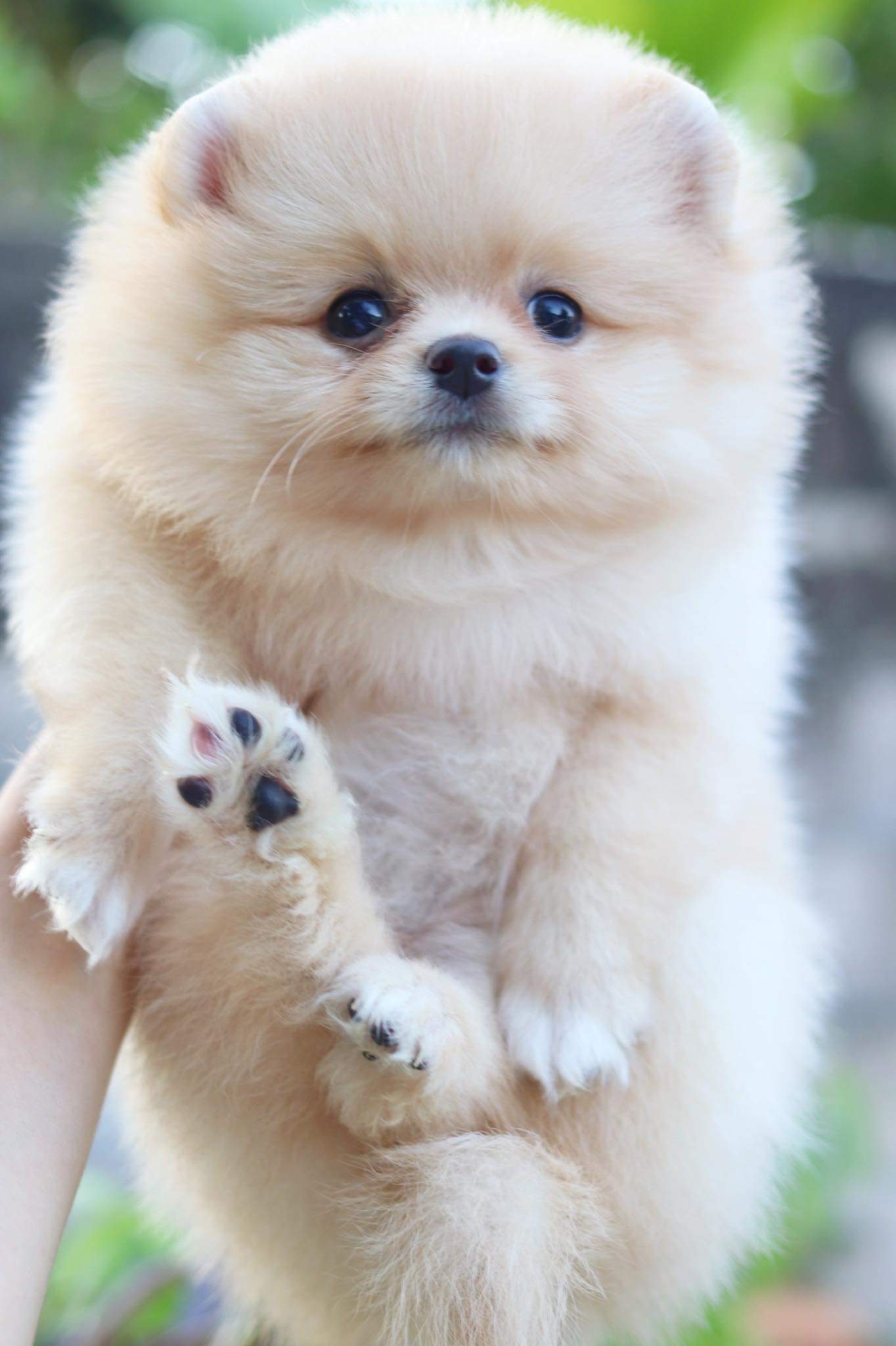 ปอมเมอเรเนียน เพศเมียสีครีม มีแต้มถุงเท้า