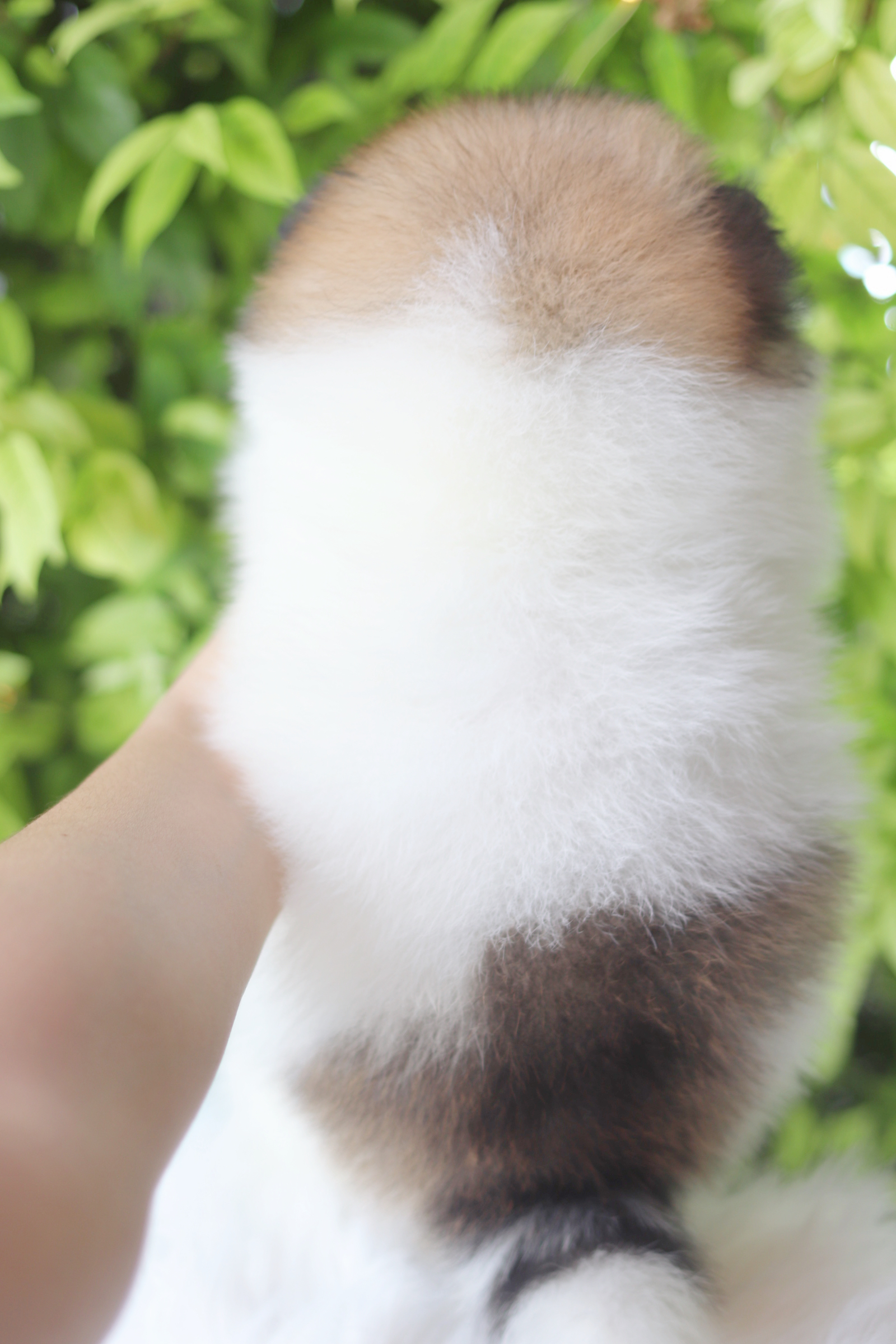 ปอมเมอเรเนียน เพศเมียสีแฟนซี