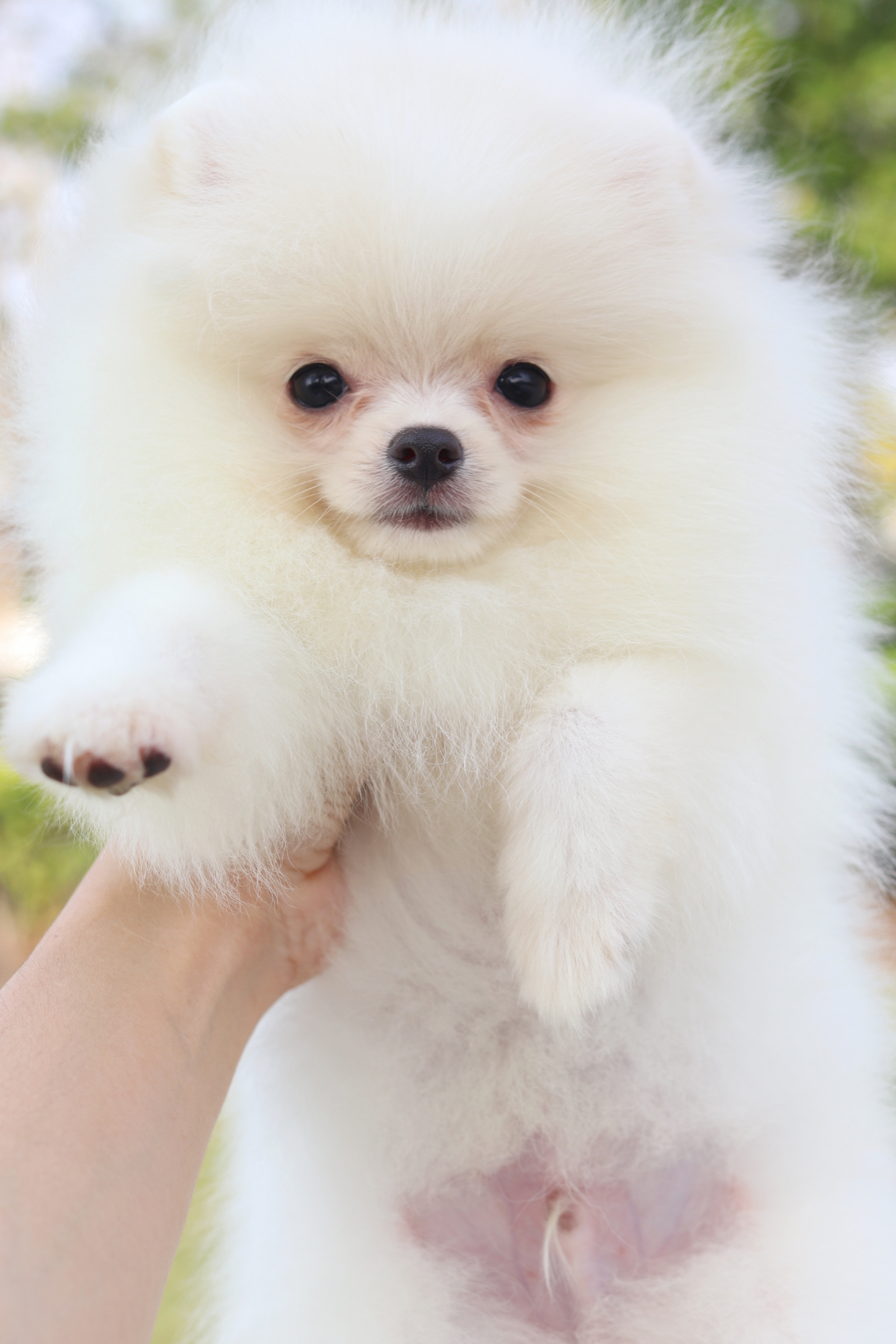 ปอมเมอเรเนียน เพศผู้สีขาวครีม