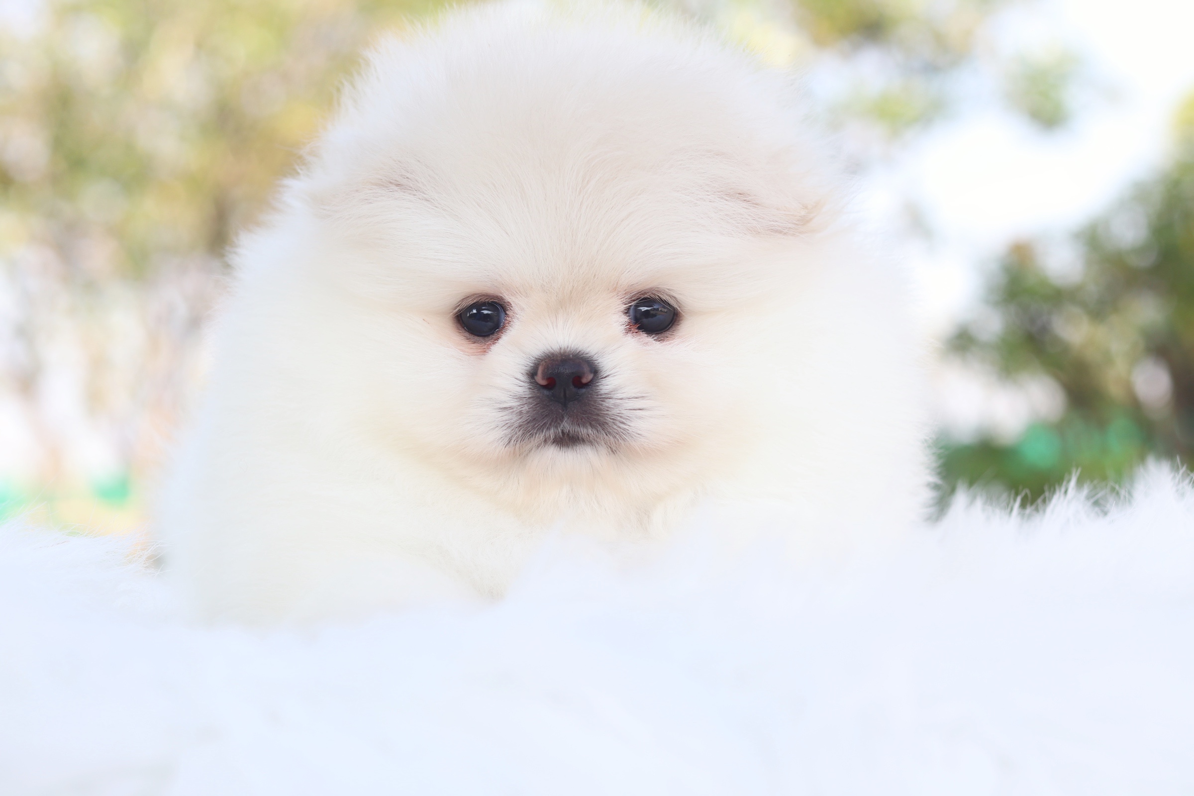 ปอมเมอเรเนียน เพศเมียสีขาวครีม เกรดโชว์