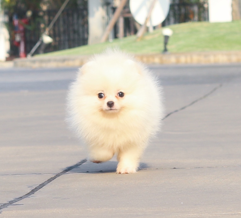 ปอมเมอเรเนียน เพศผู้ สีขาวครีม