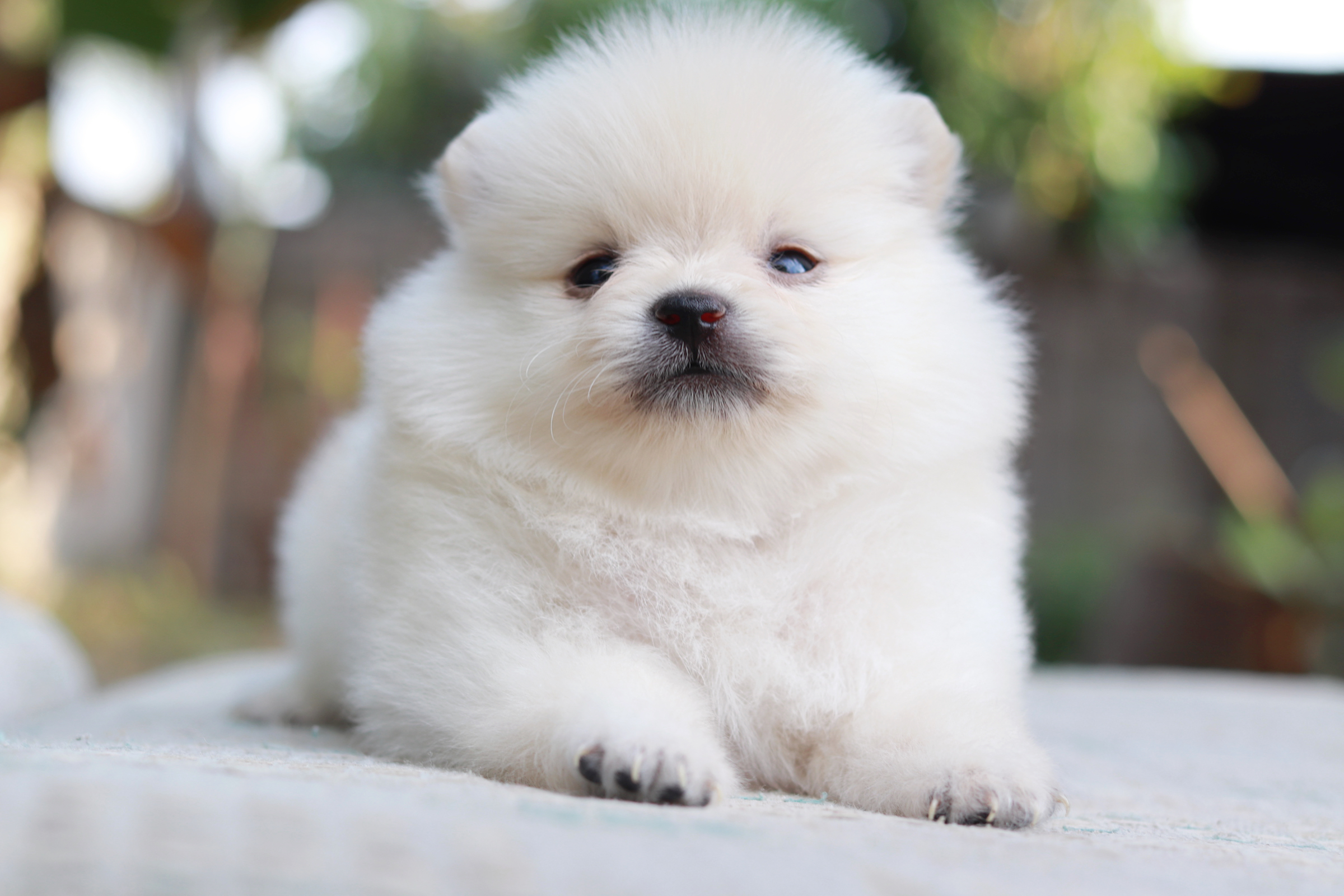 ปอมเมอเรเนียน เพศเมีย