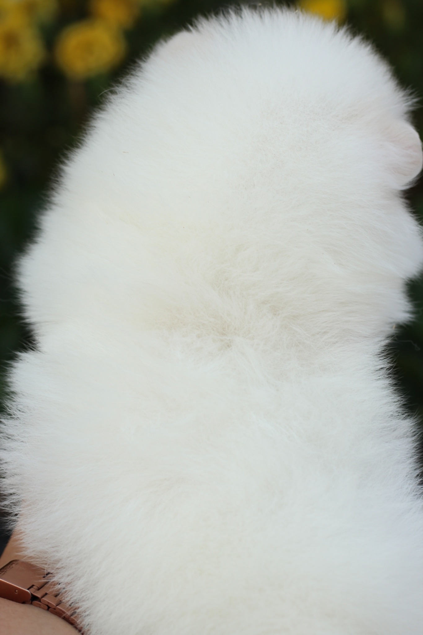 ปอมเมอเรเนียน เพศเมีย สีขาวครีม เกรดโชว์