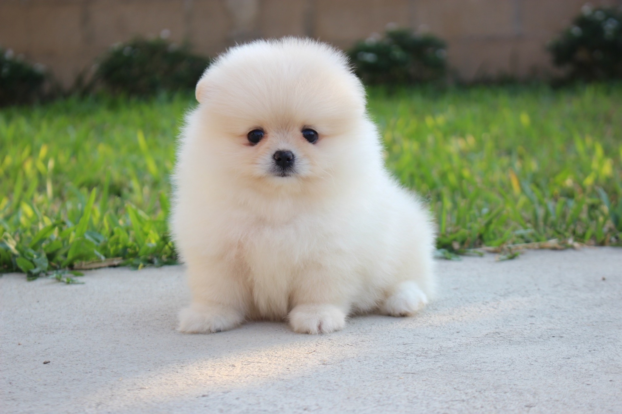 ปอมเมอเรเนียน เพศผู้ ขนแน่นสีขาวครีม