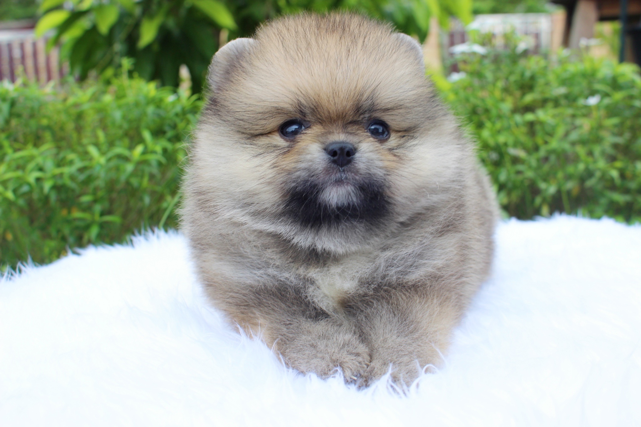 ปอมเมอเรเนียน เพศผู้สีส้ม