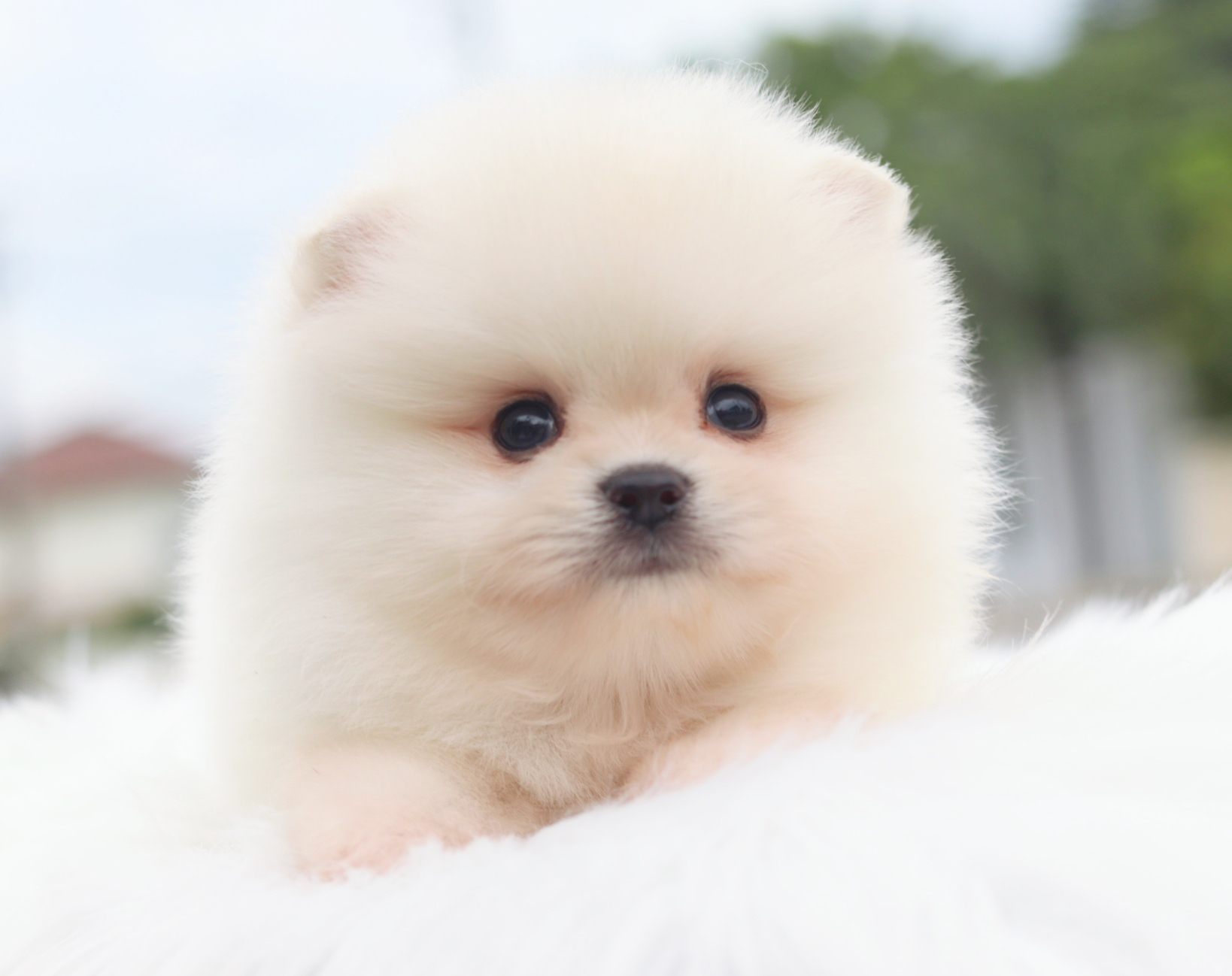 ปอมเมอเรเนียน เพศผู้ สีขาวครีม