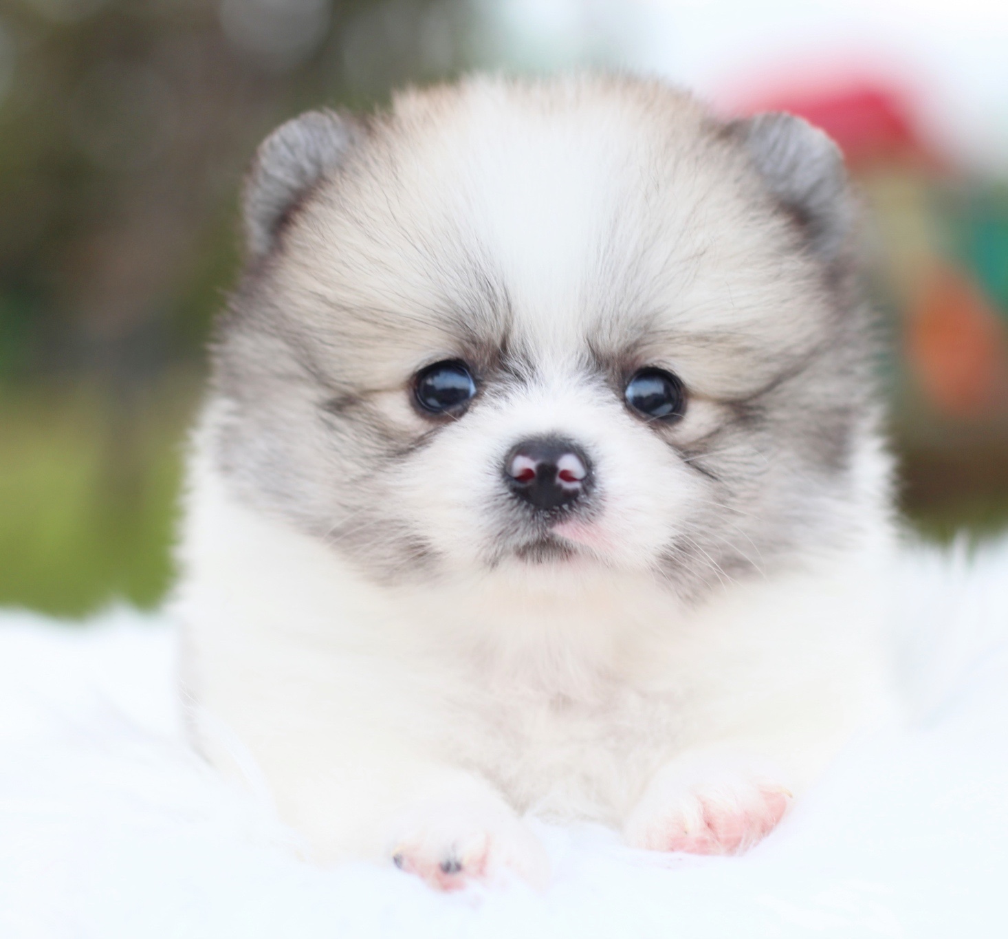 ปอมเมอเรเนียน เพศผู้ สีแฟนซี