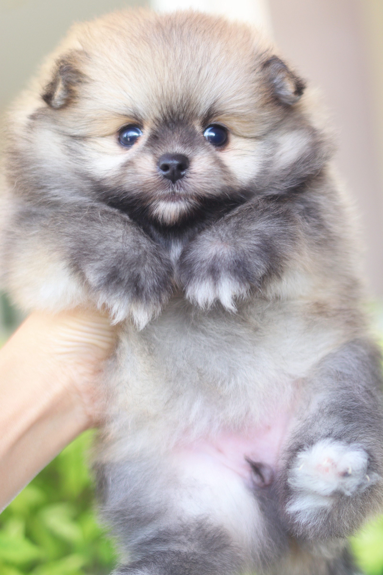 ปอมเมอเรเนียน เพศเมียสีส้มเกรดโชว์