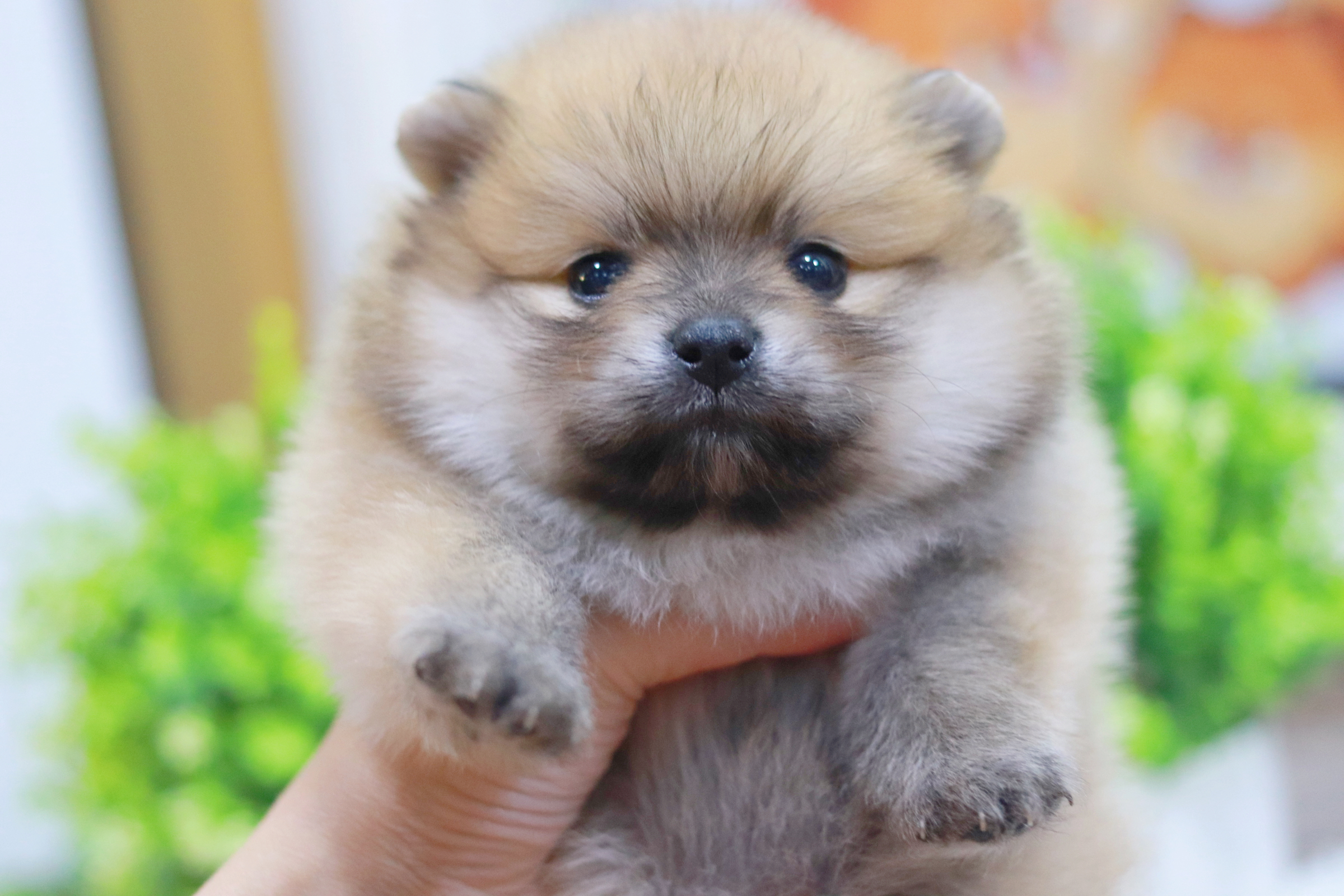 ปอมเมอเรเนียน เพศผู้