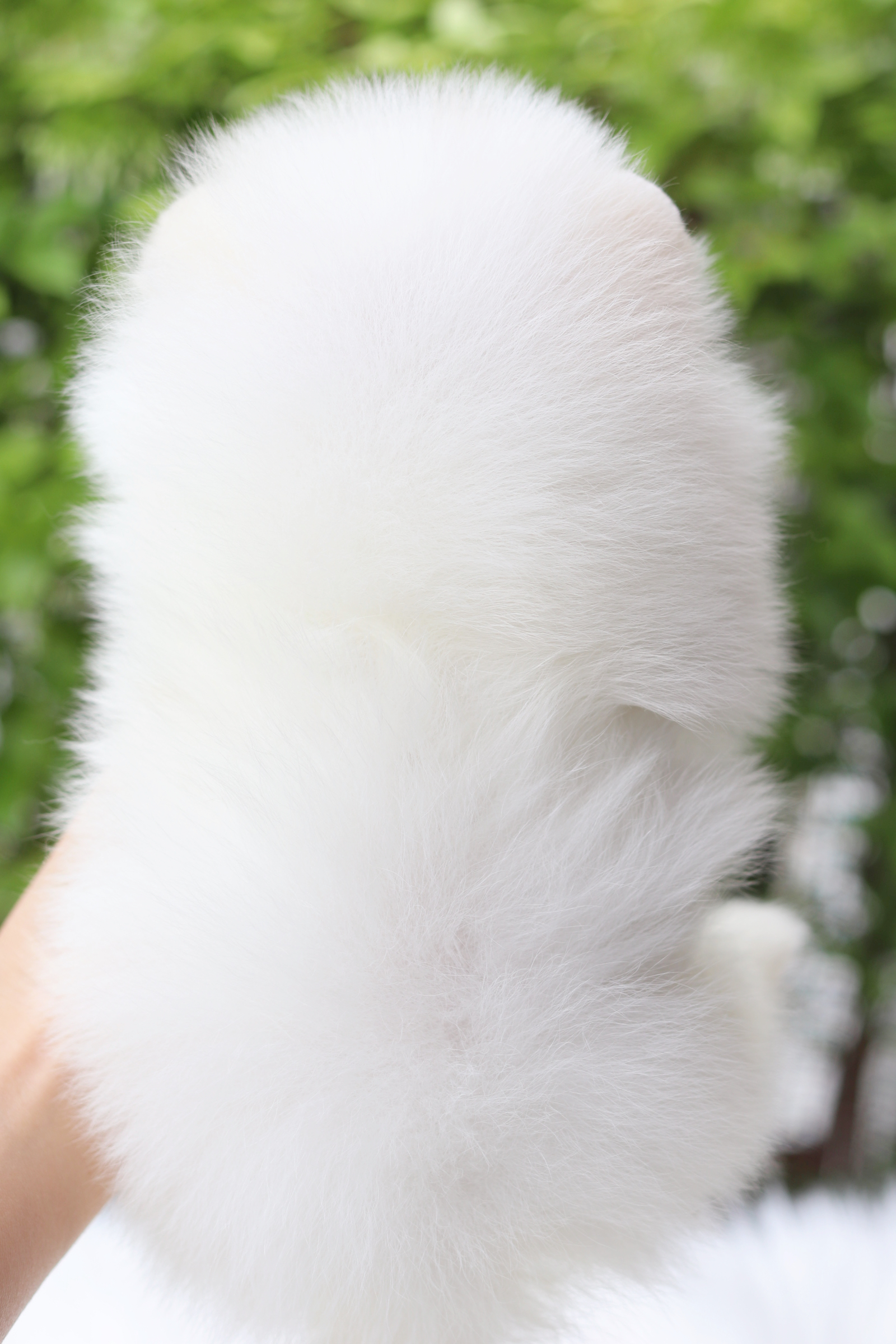 ปอมเมอเรเนียน เพศเมียสีขาวเกรดโชว์