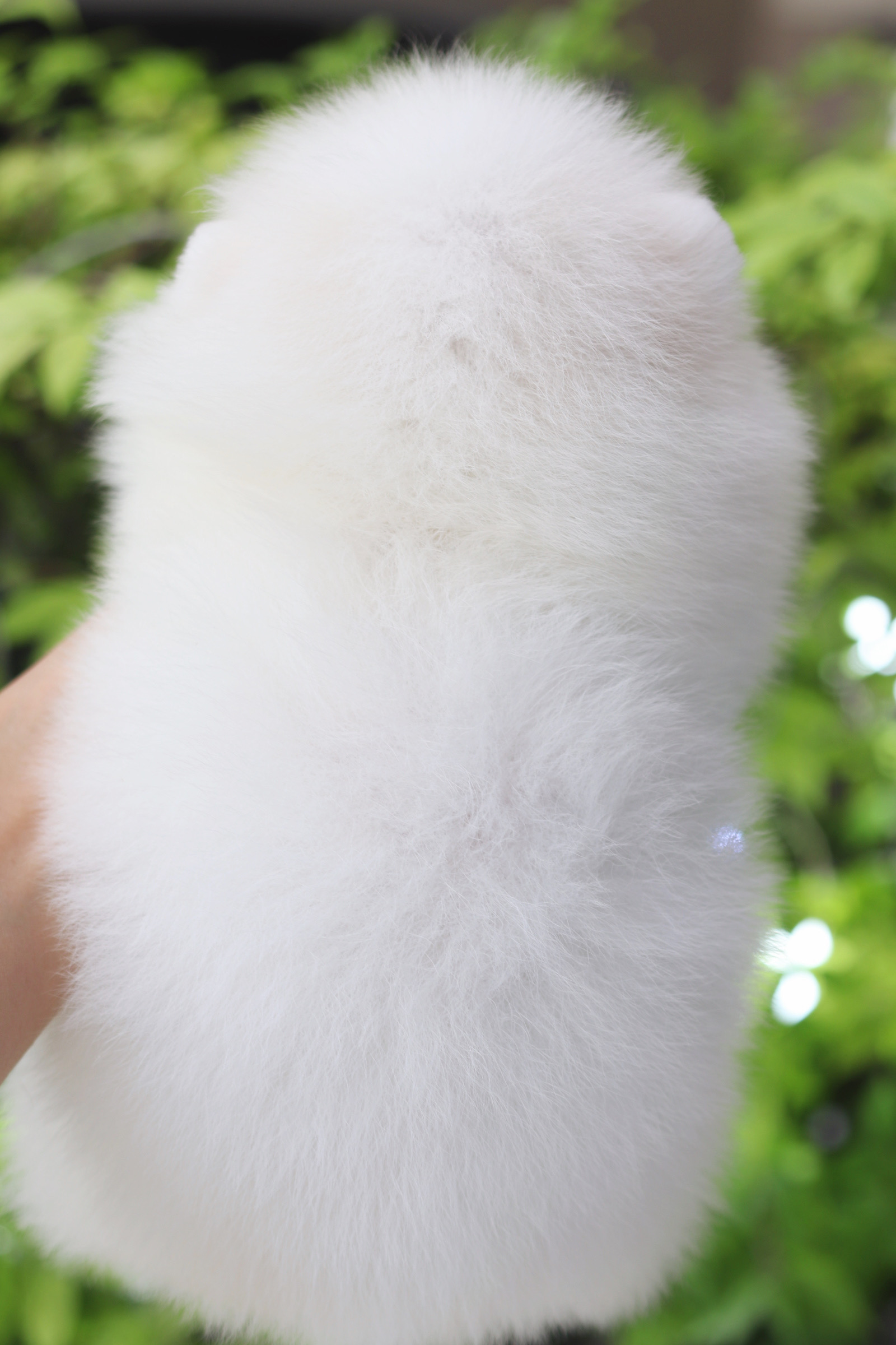 ปอมเมอเรเนียน เพศผู้สีขาวครีม เกรดโชว์