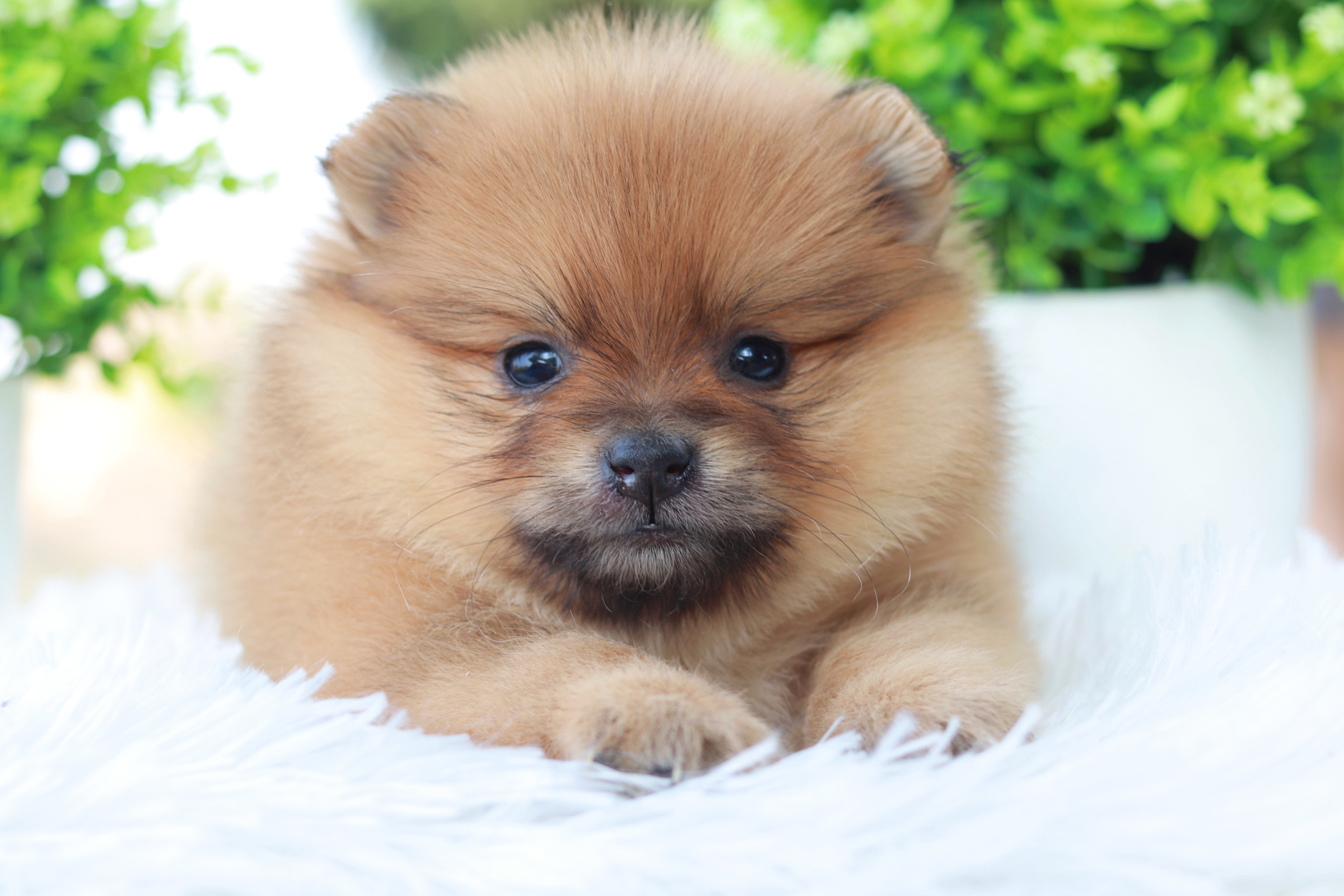 ปอมเมอเรเนียน เพศผู้