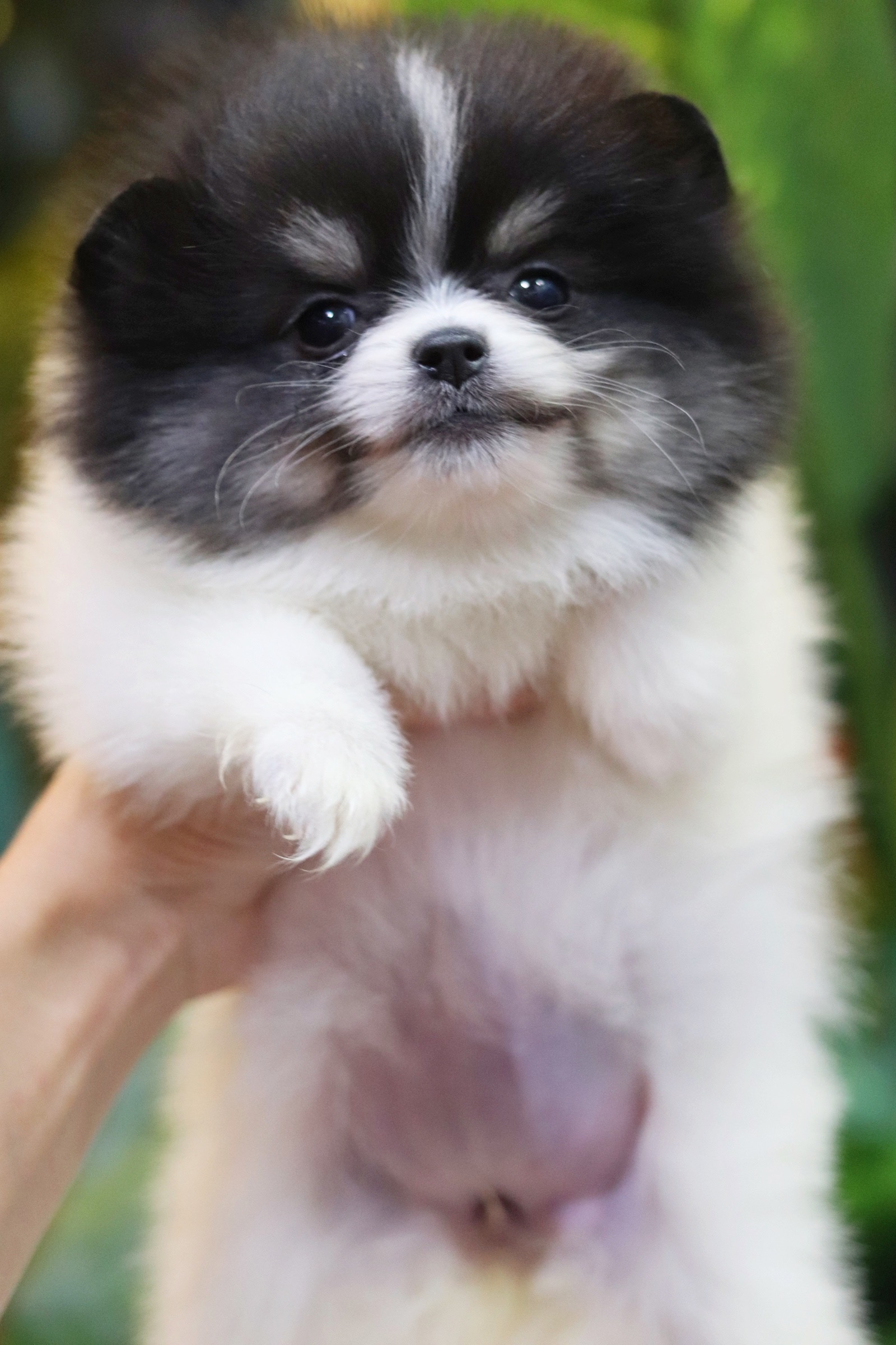 ปอมเมอเรเนียน เพศเมีย สีแฟนซี