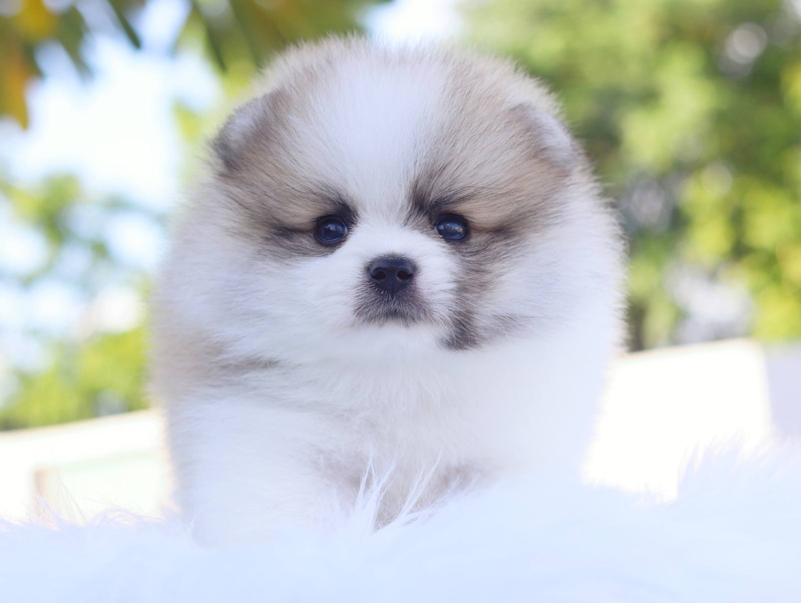 ปอมเมอเรเนียน เพศผู้สีแฟนซี