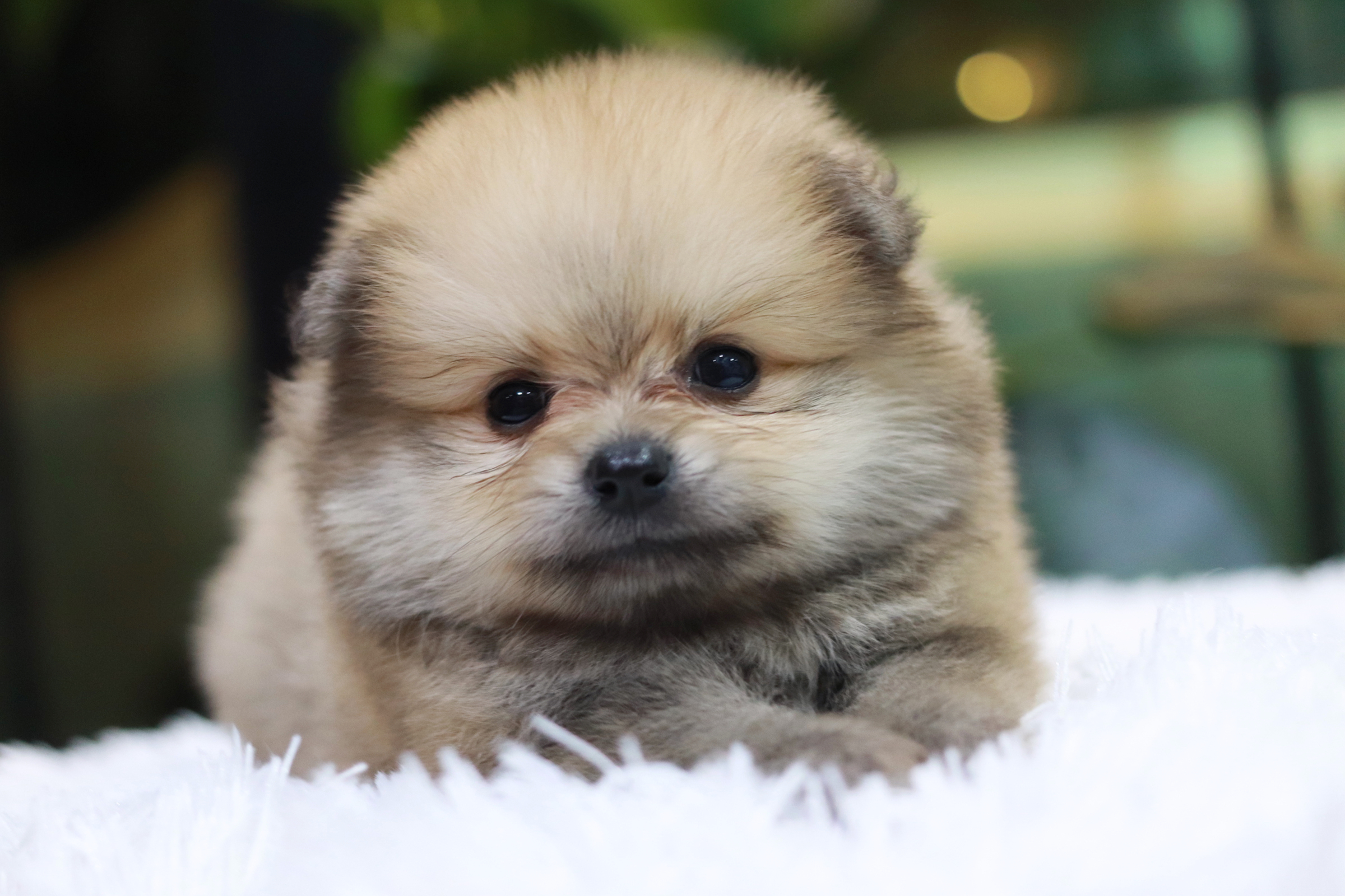 ปอมเมอเรเนียน เพศผู้