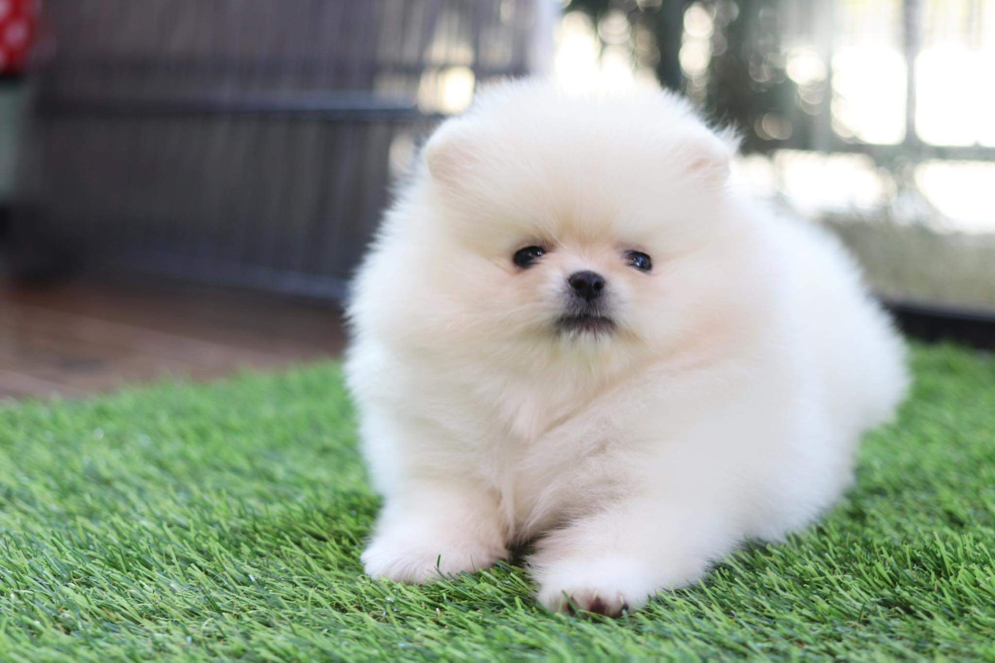 ปอมเมอเรเนียน เพศผู้